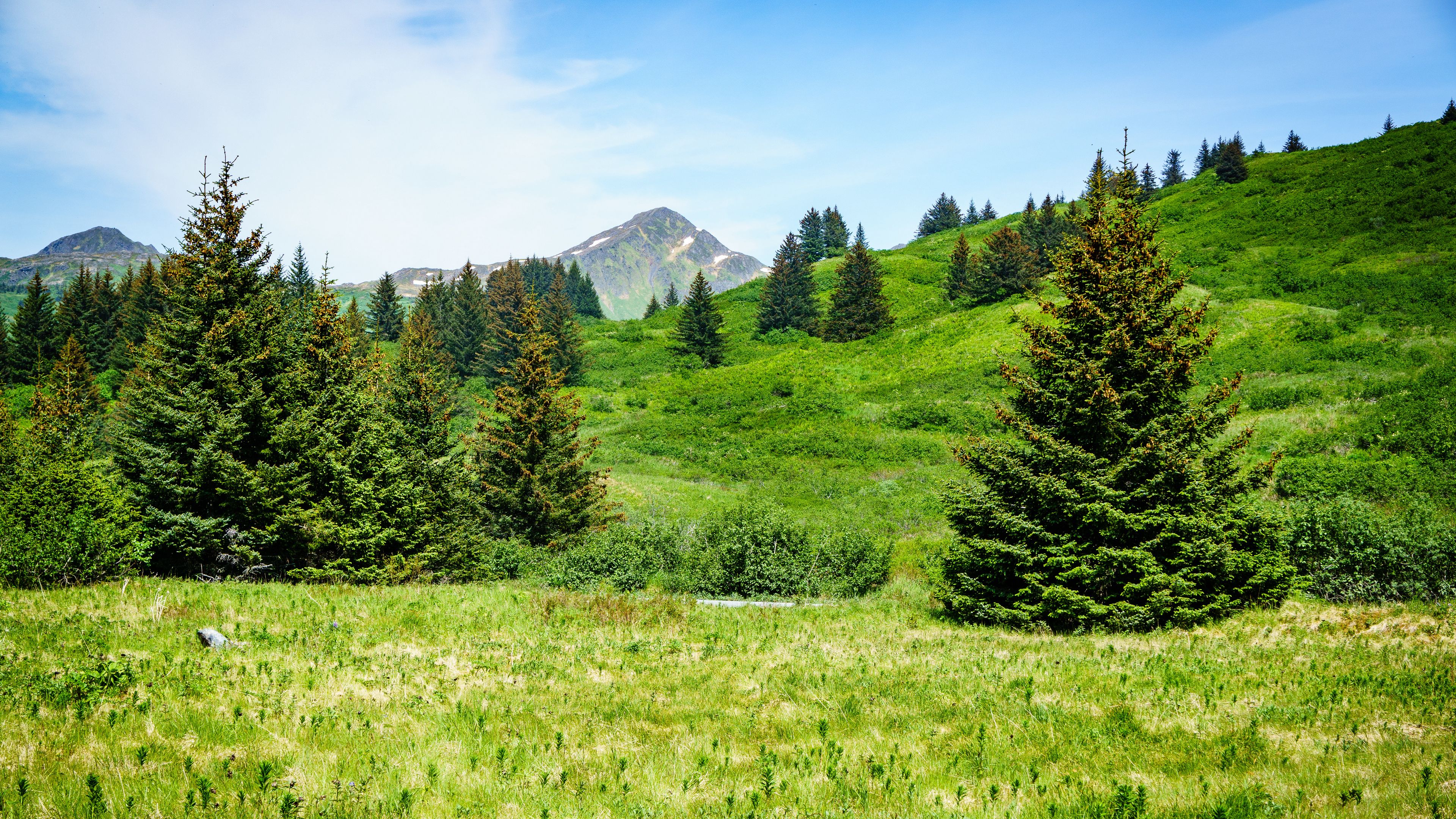 mountain, peak, trees, hills, 4k, HD Wallpaper