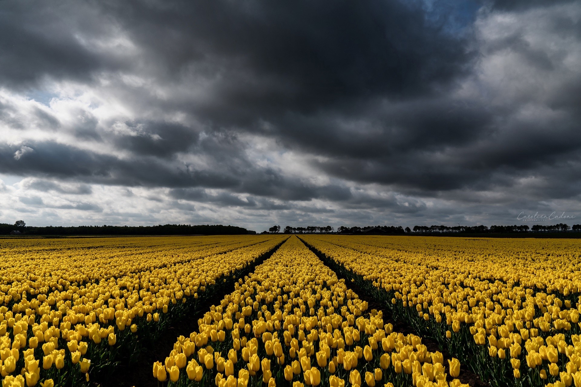 Agro (Plants), plants, field, sky, yellow flowers, tulips, HD Wallpaper