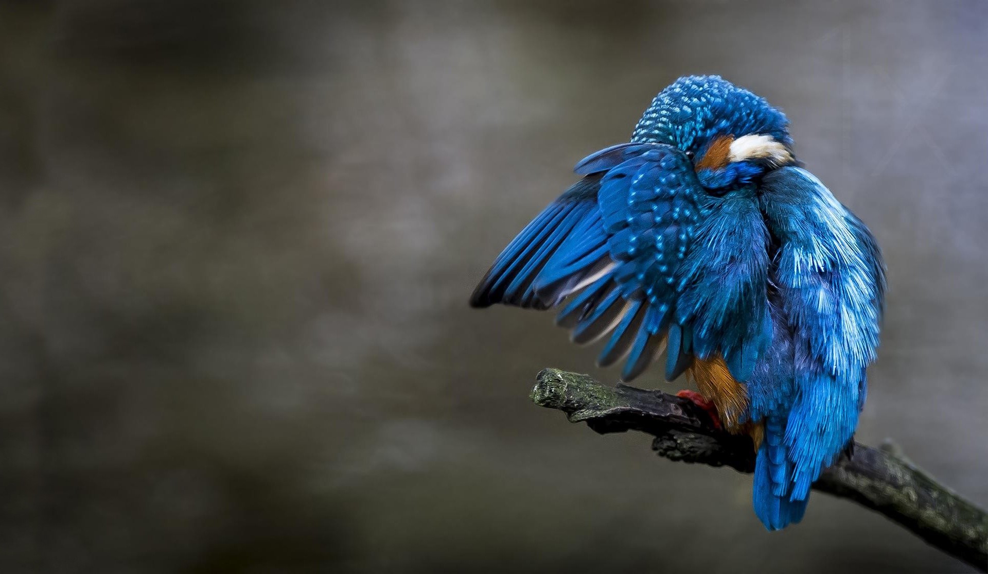 blue, animals, birds, kingfisher, HD Wallpaper