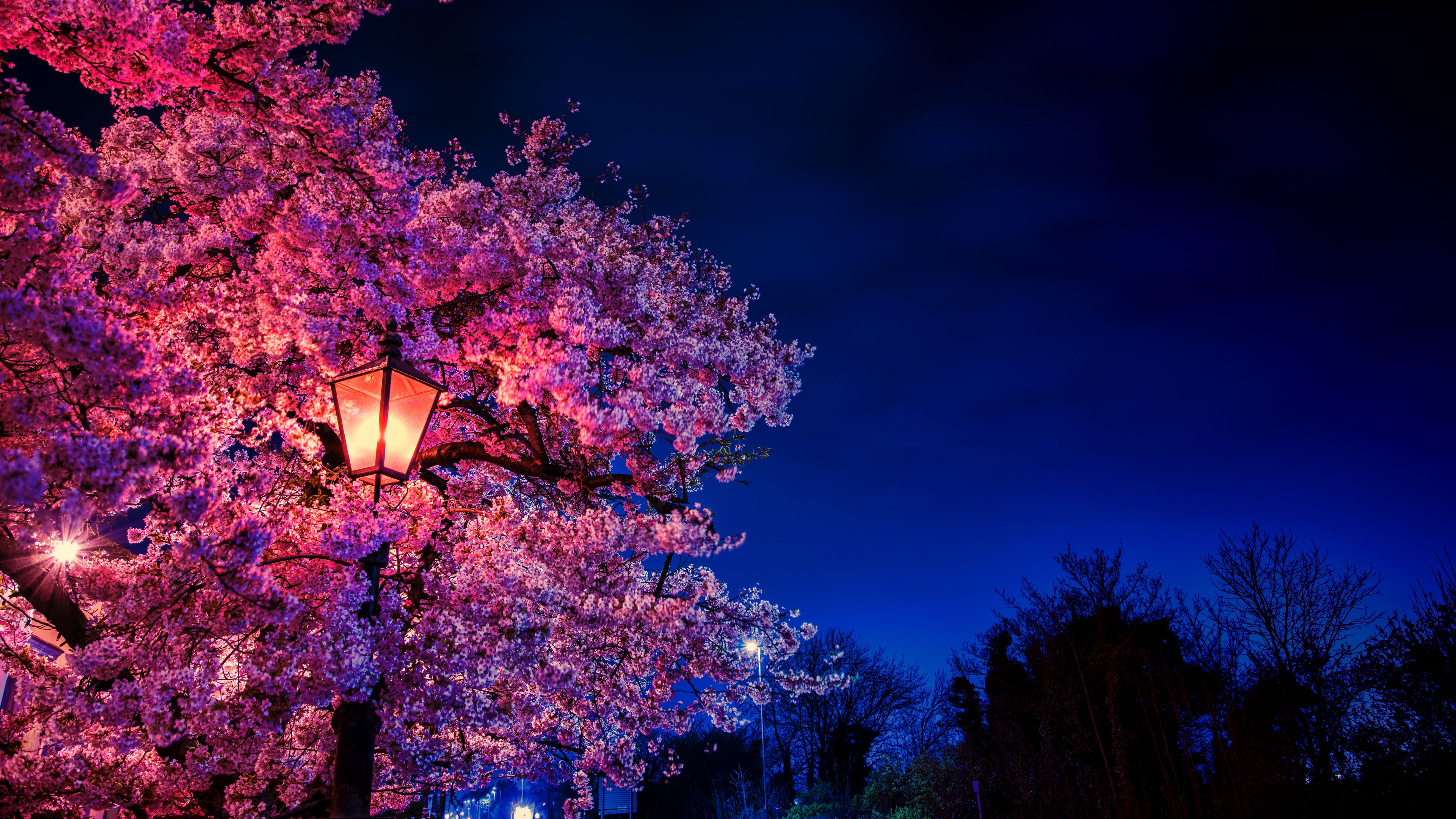 sakura, flowers, lantern, blooms, evening, spring, 4k, HD Wallpaper