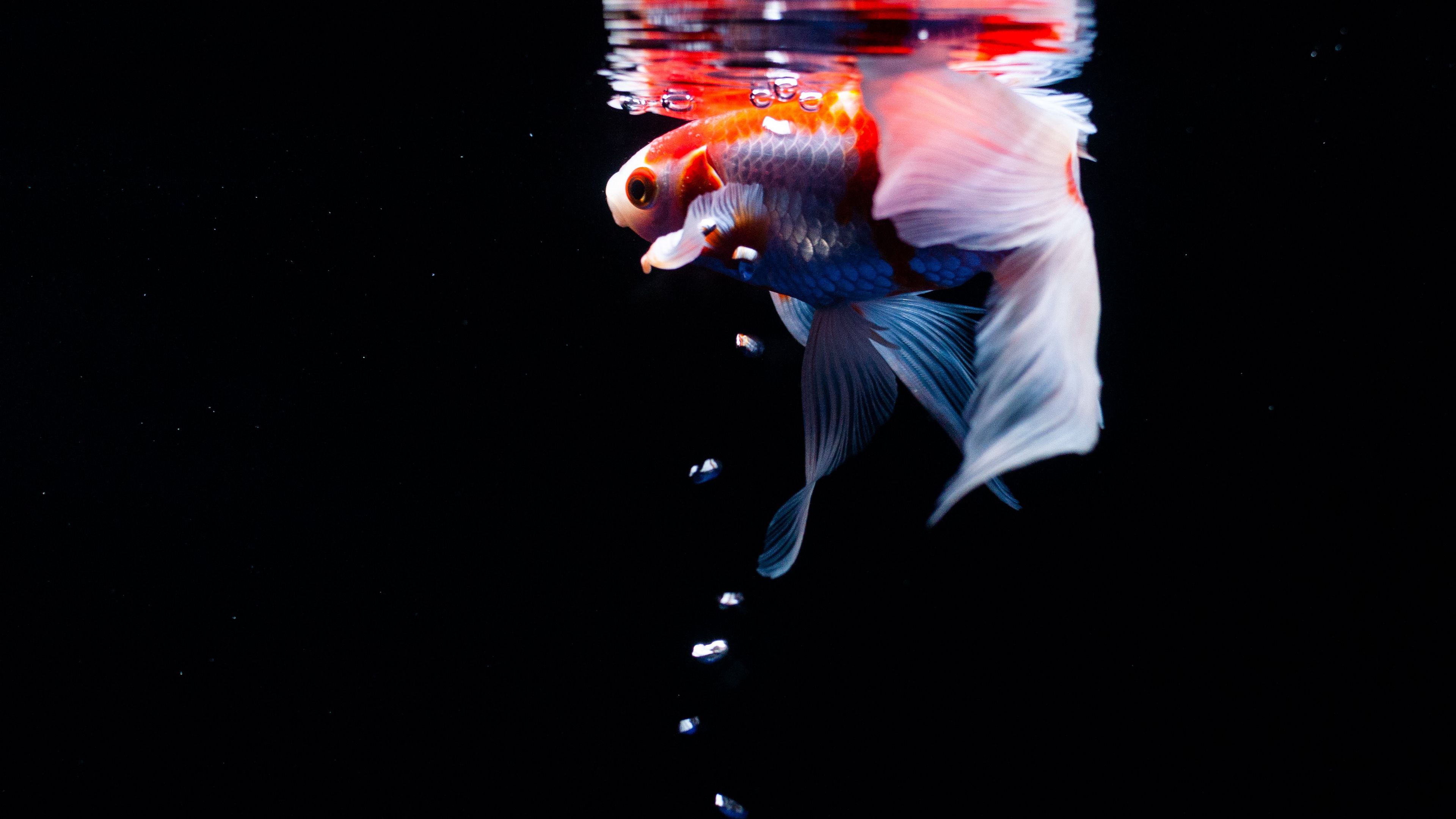 koi, carp, fish, tail, fins, water, under water, bubbles, 4k, HD Wallpaper