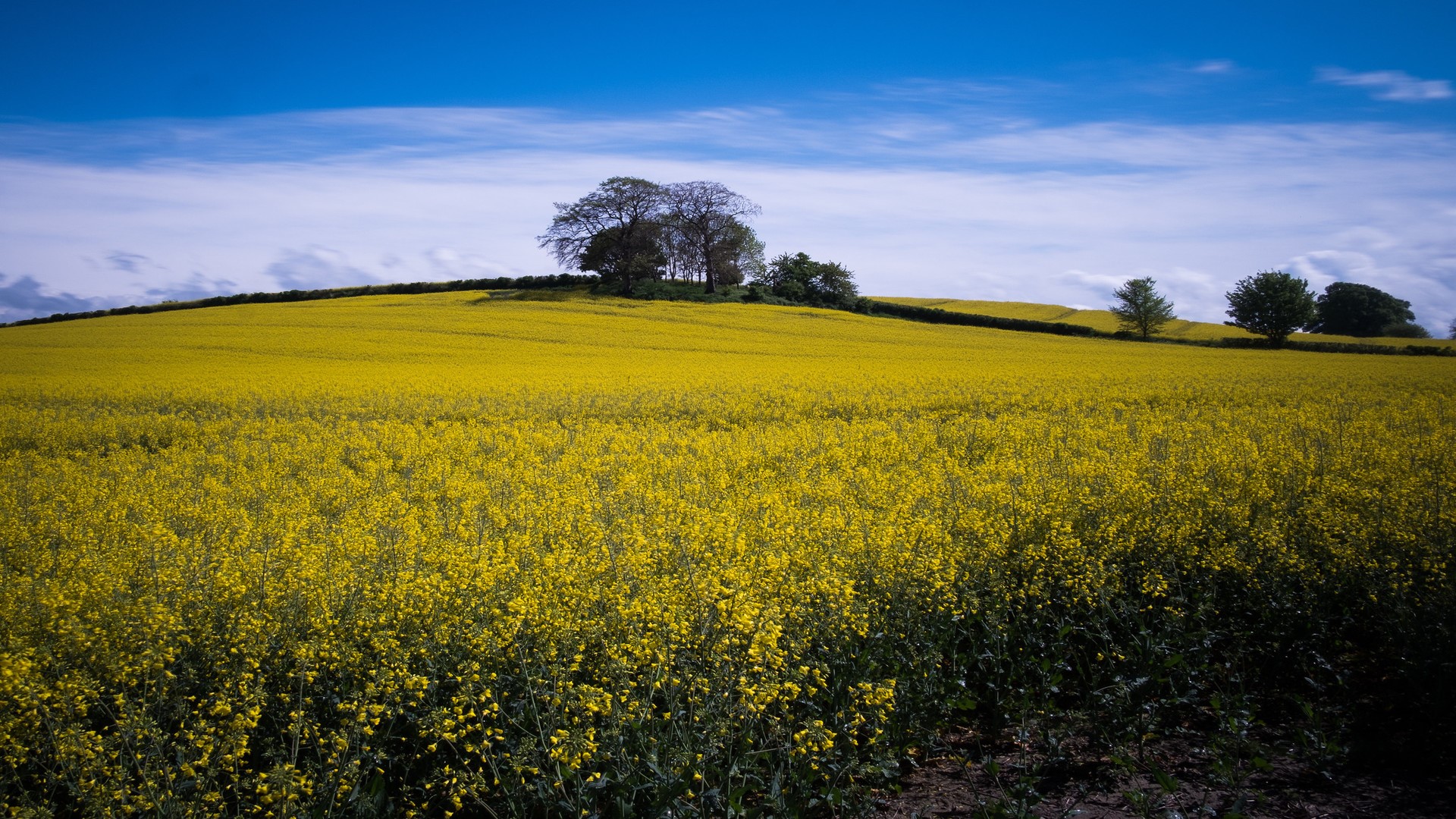 nature, landscape, sky, clouds, trees, field, wildflowers, HD Wallpaper