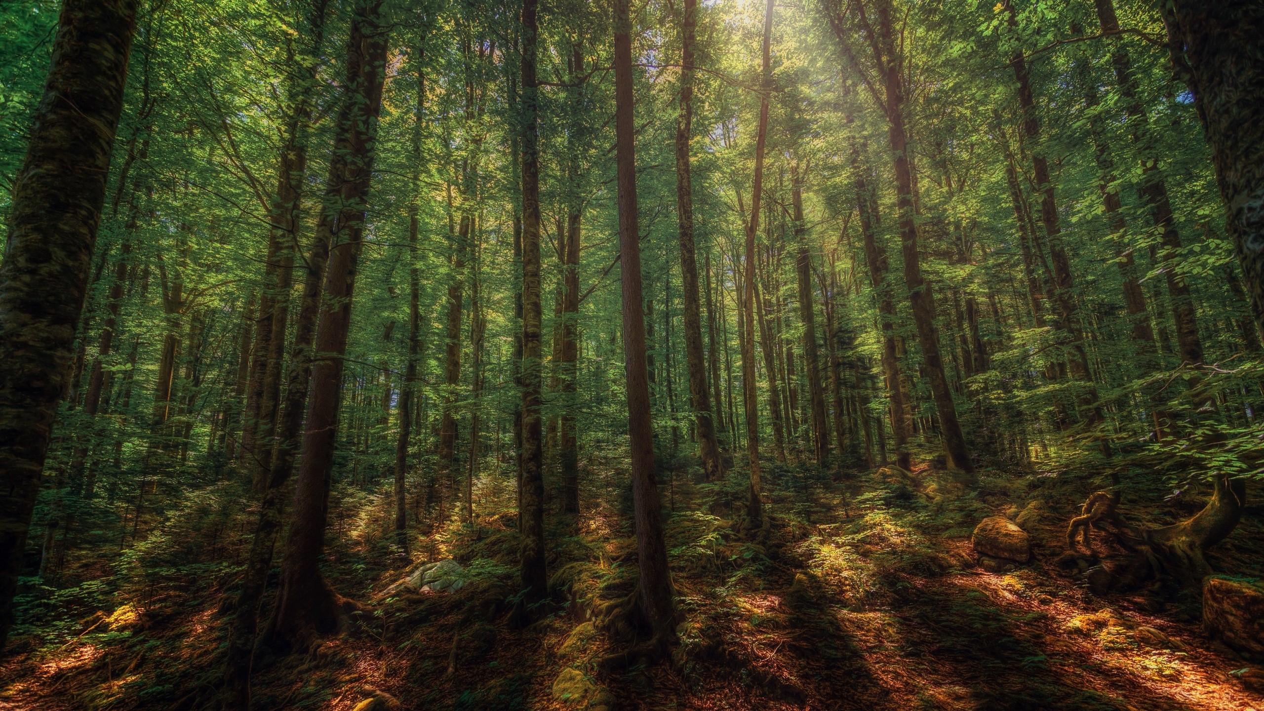 plants, nature, forest, trees, HD Wallpaper