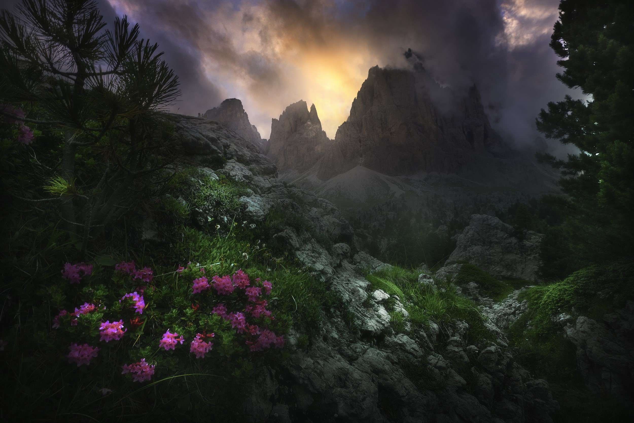 dark, nature, flowers, plants, mountains, HD Wallpaper