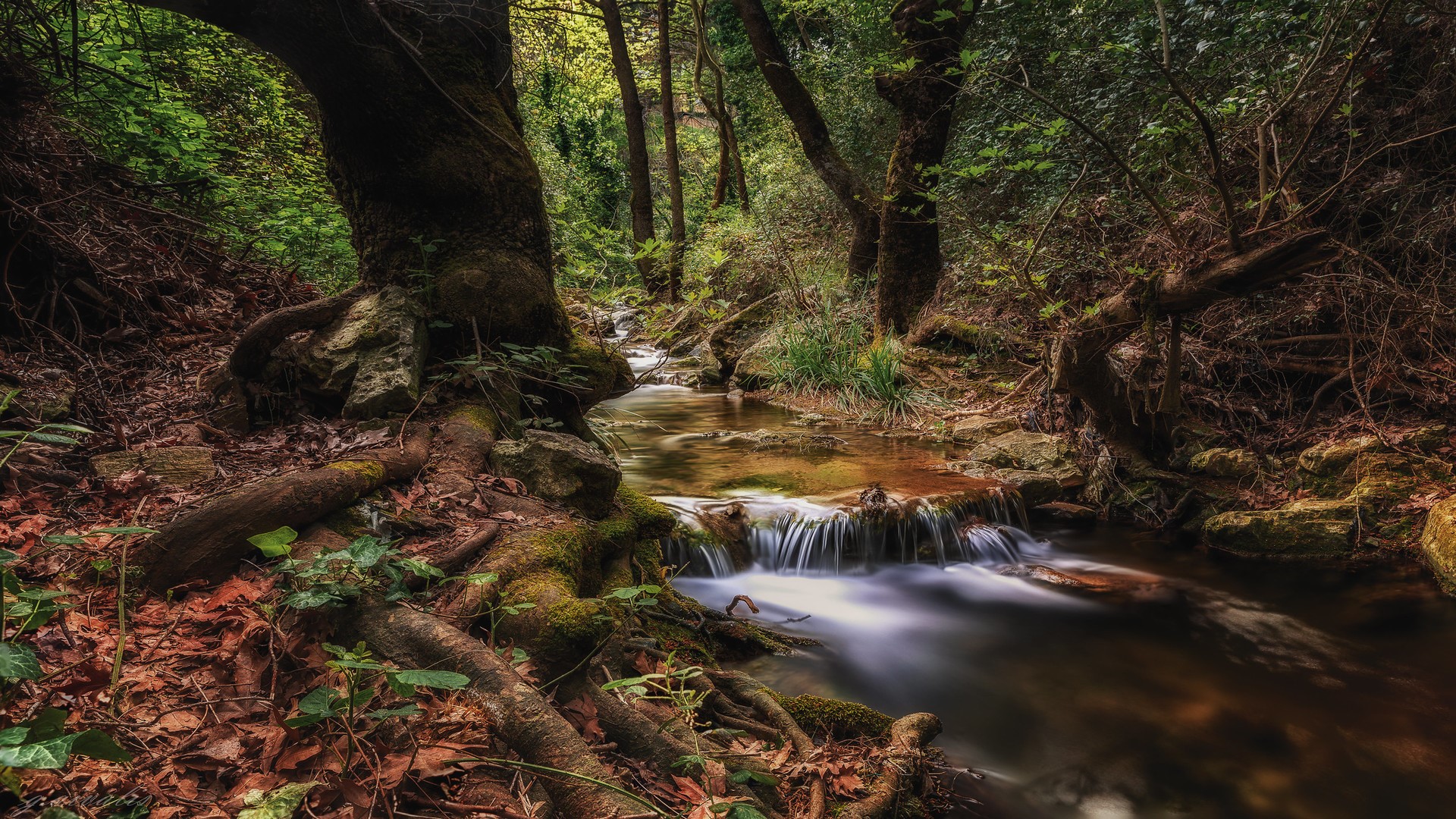 nature, landscape, forest, stream, trees, HD Wallpaper