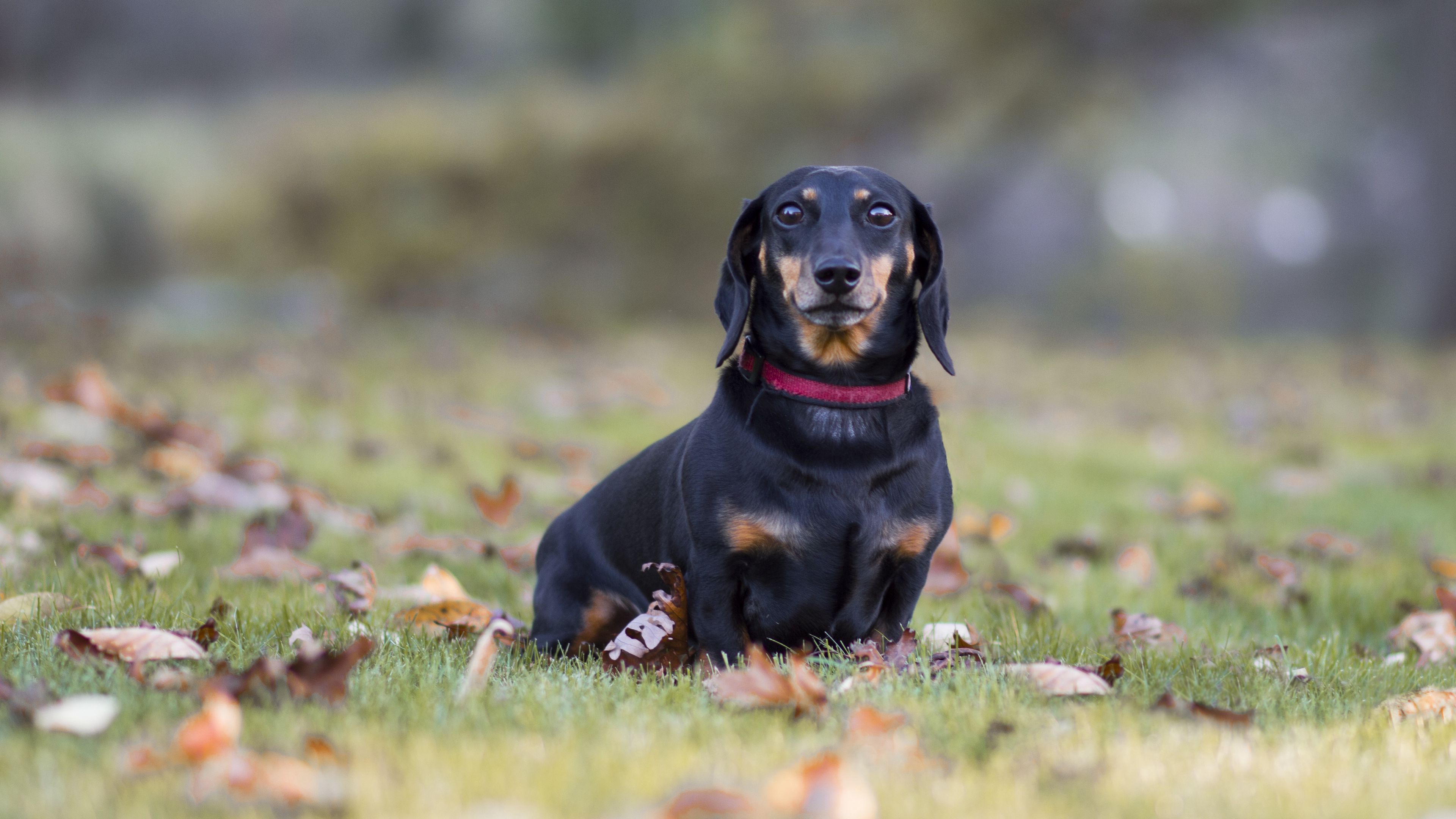 dachshund, dog, black, lop-eared, collar, lawn, fallen leaves, 4k, HD Wallpaper