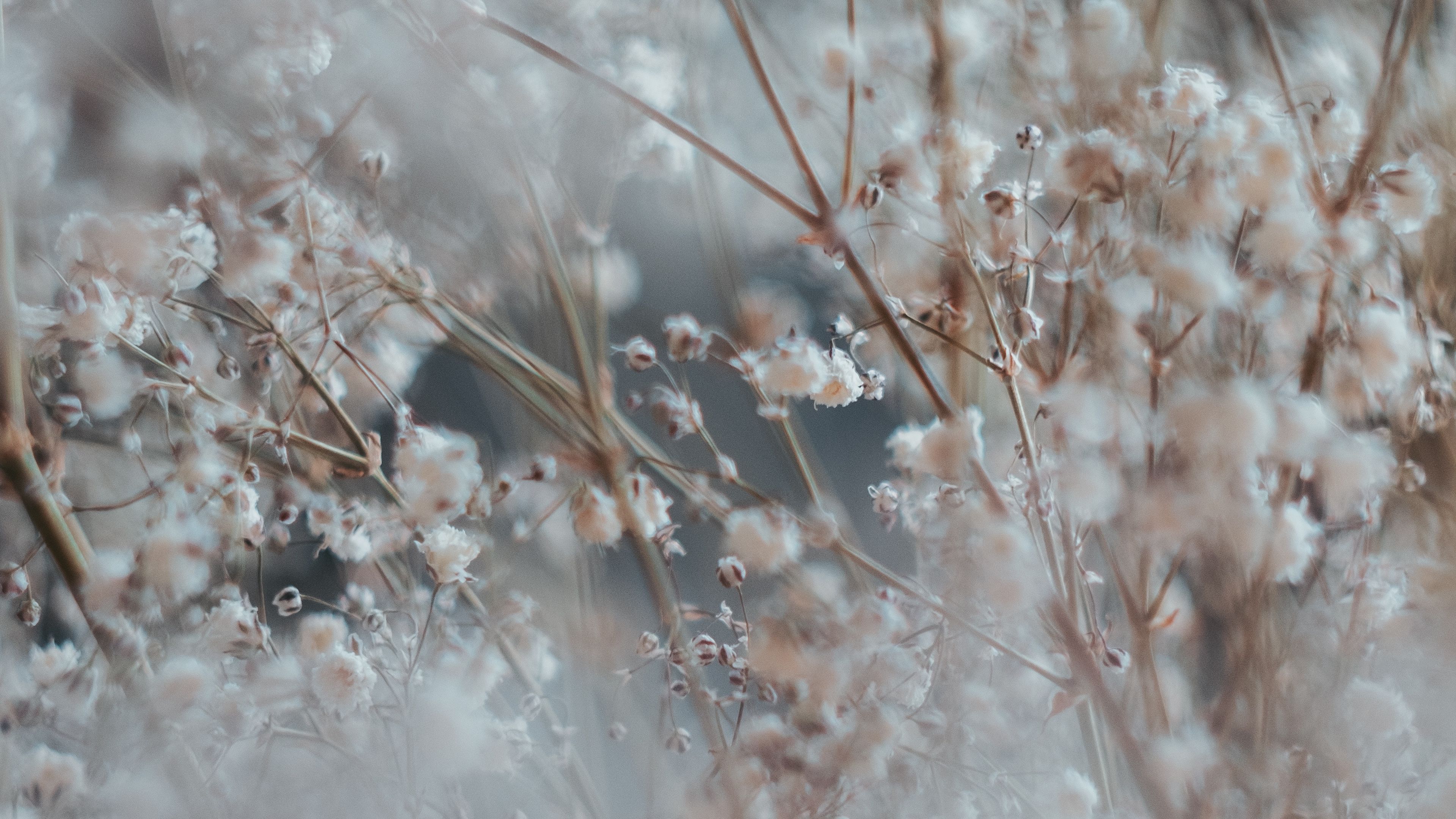 flower, plant, blur, bush, blooms, white, branched, 4k, HD Wallpaper