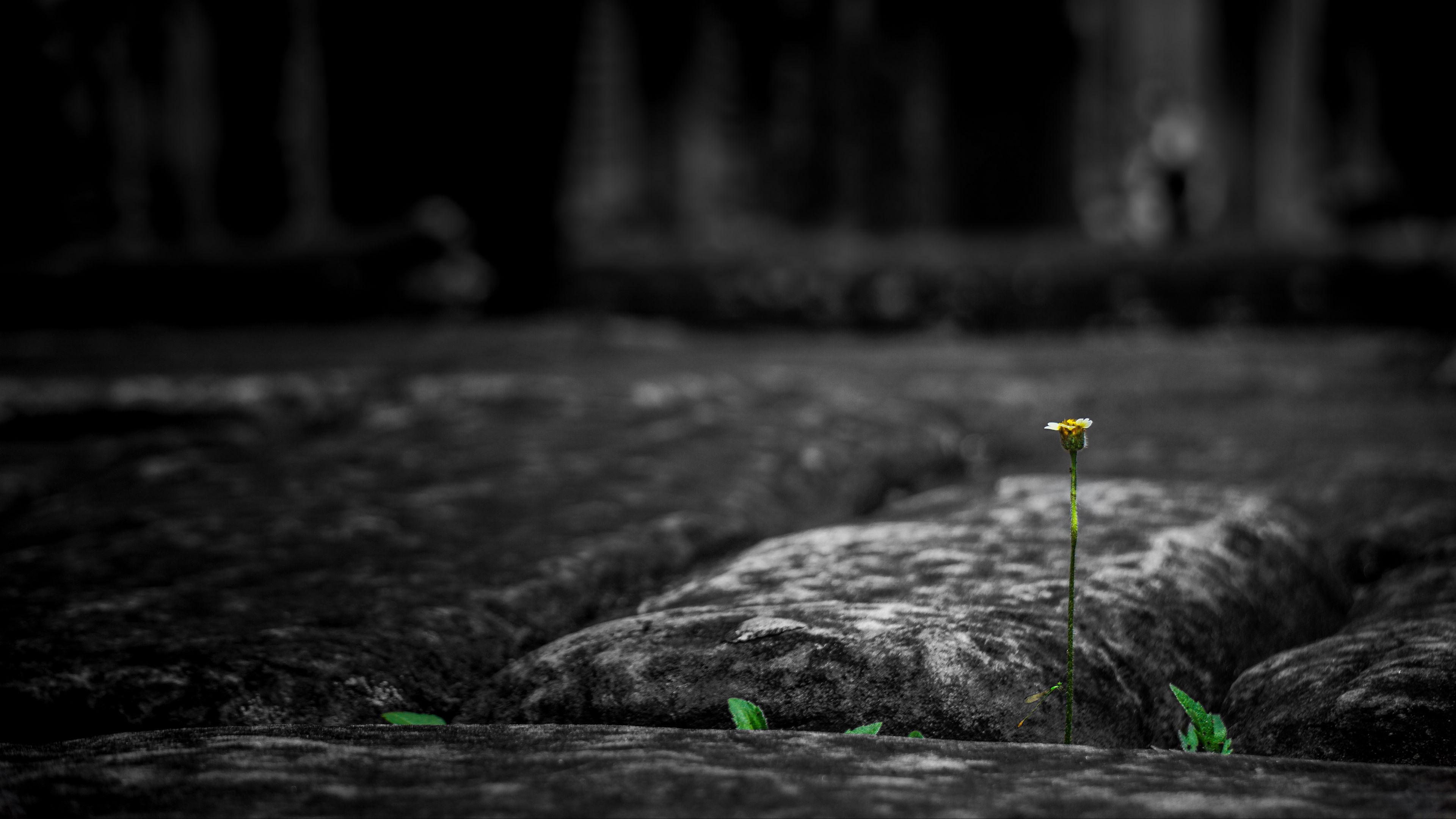 stone, flower, power of nature, germination, energy, strong, 4k, HD Wallpaper