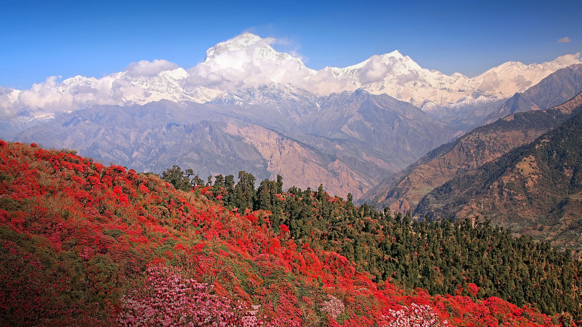 nature, landscape, mountains, clouds, sky, trees, forest, Rhododendron, snowy mountain, Himalayas, India, HD Wallpaper