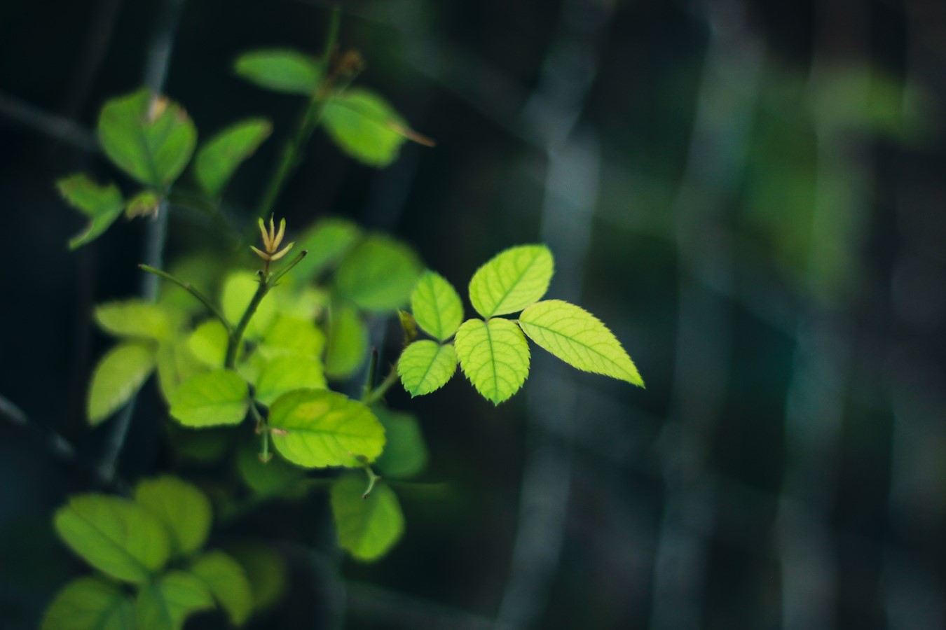 leaves, plants, nature, forest, garden, bokeh, HD Wallpaper