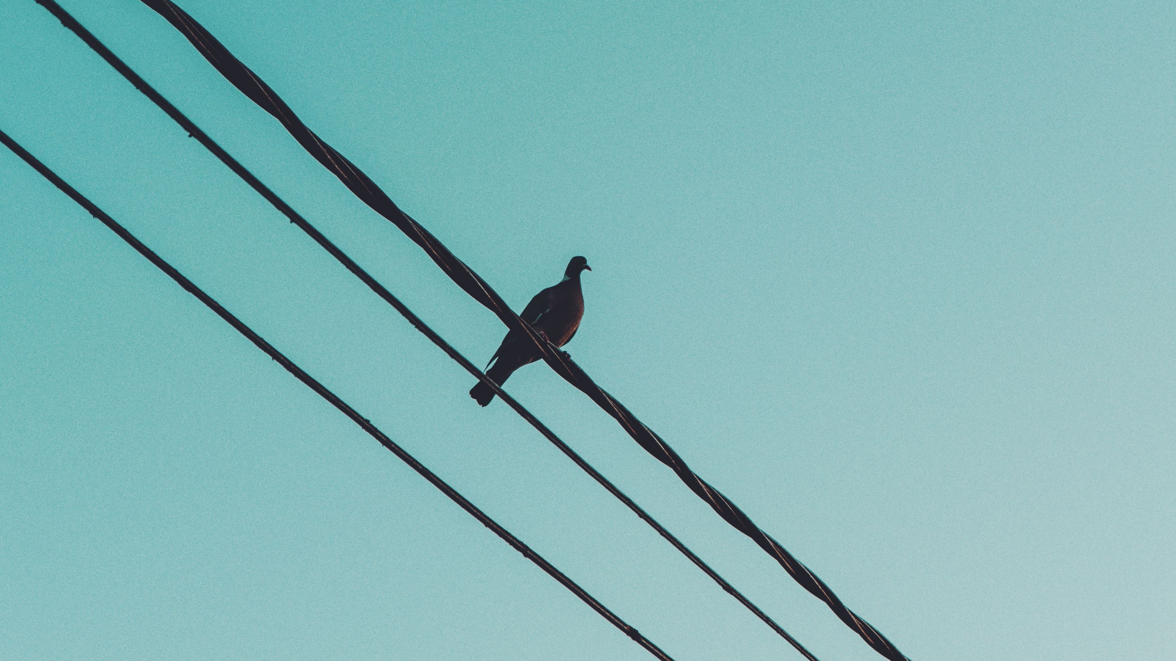 pigeon, wire, sky, 4k, HD Wallpaper