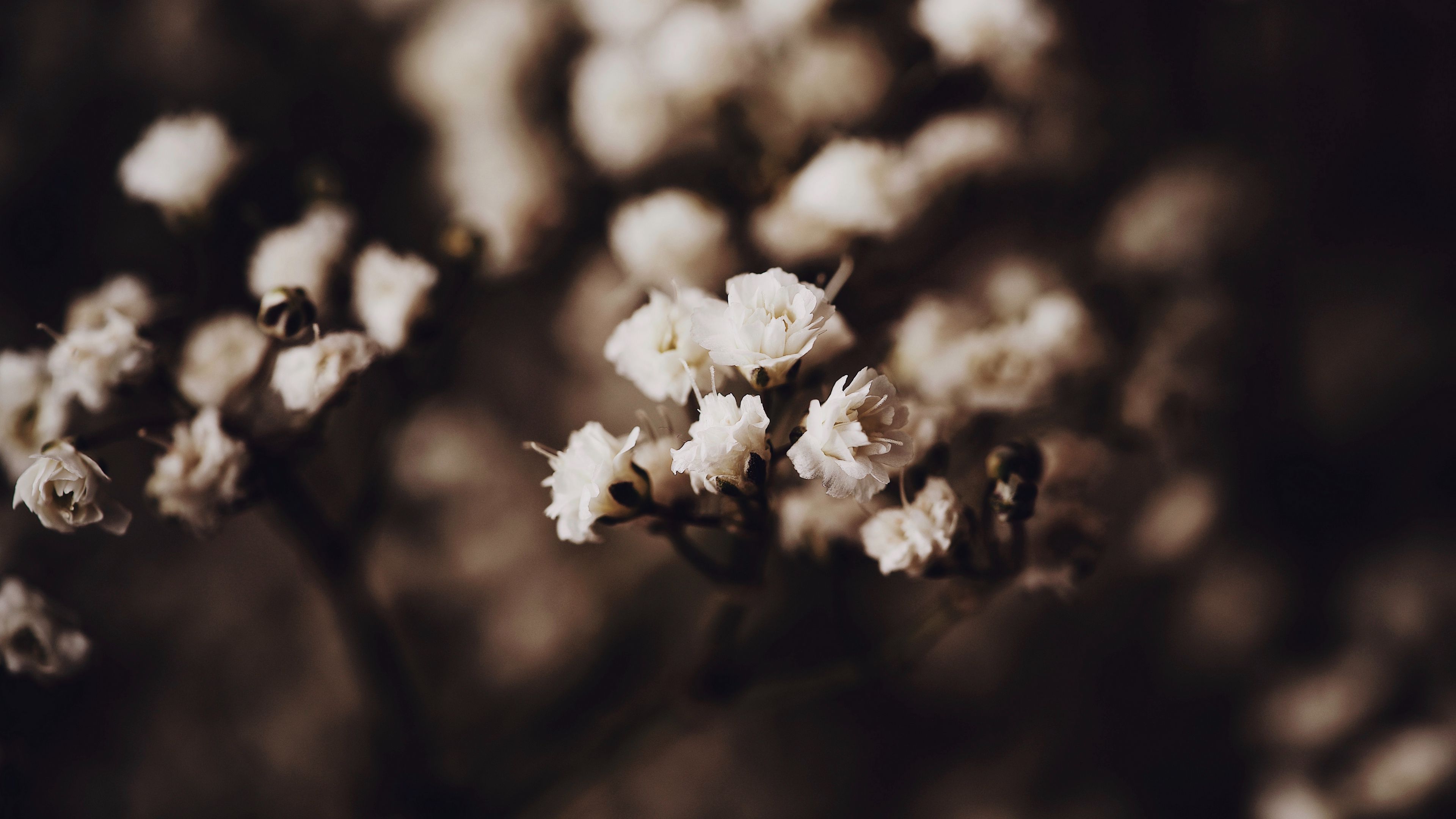 cherry, flowers, blooms, spring, garden, 4k, HD Wallpaper