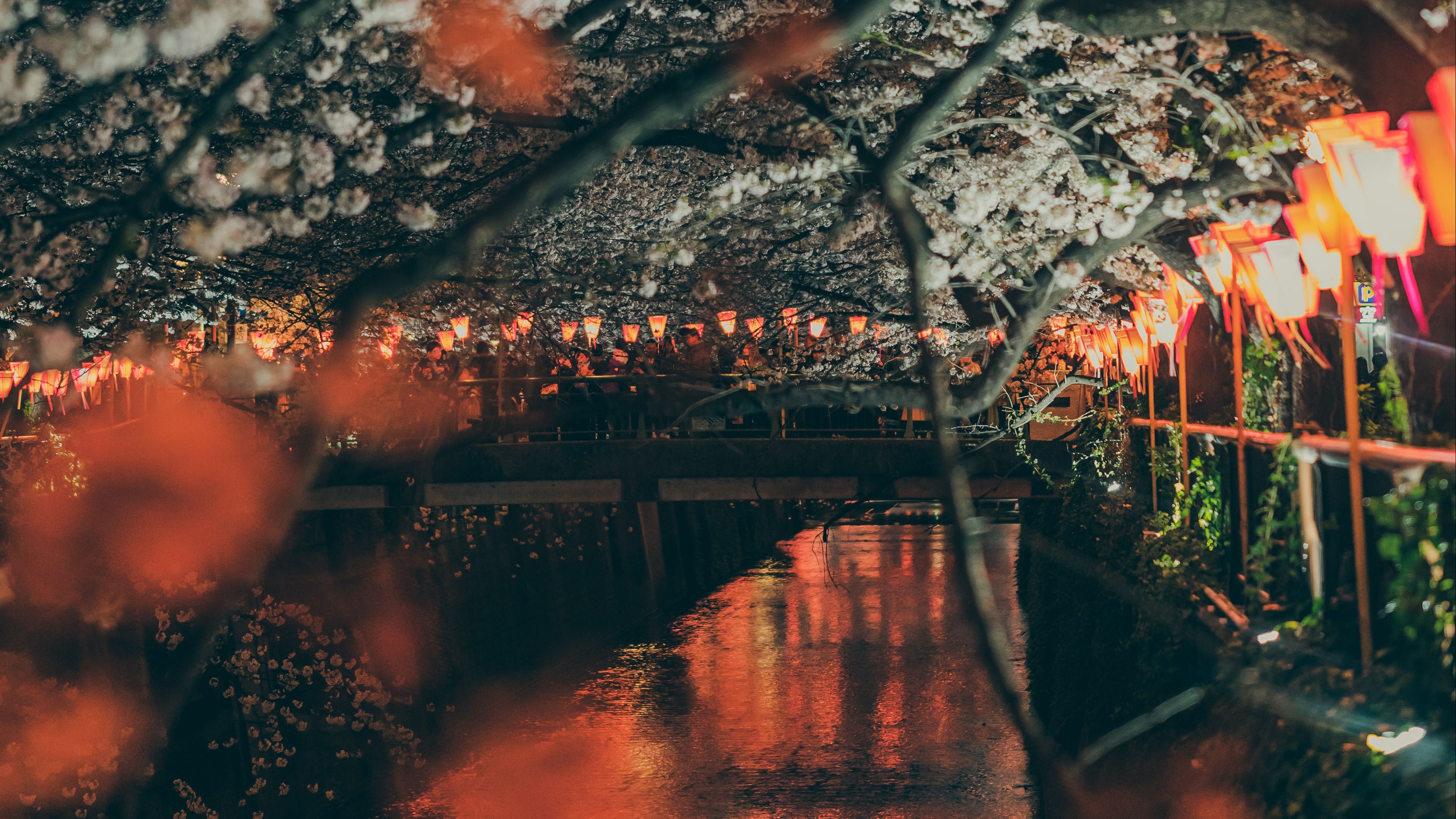sakura, park, embankment, lights, bridge, river, 4k, HD Wallpaper