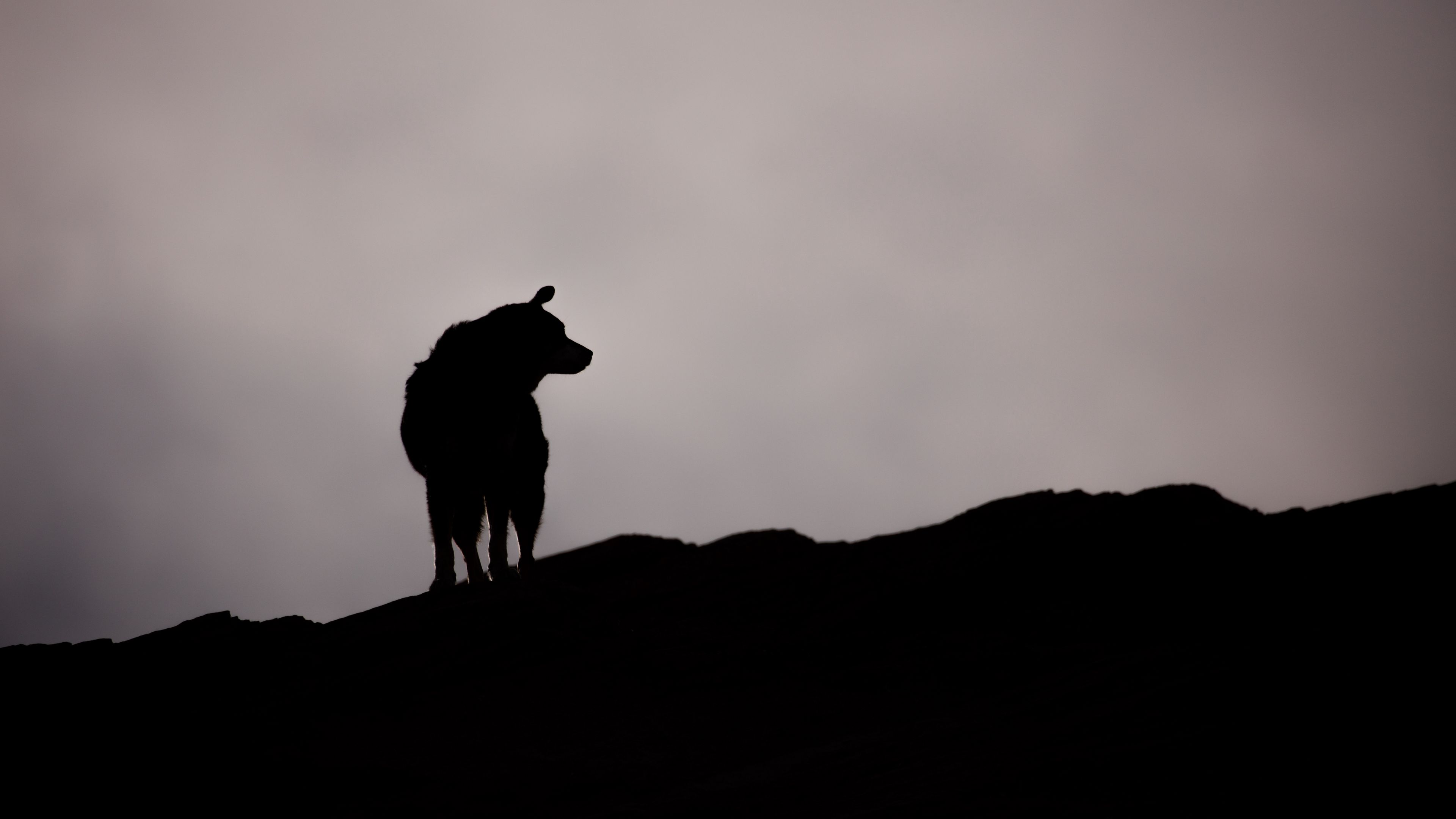 dog, silhouette, outlines, dark, bw, 4k, HD Wallpaper