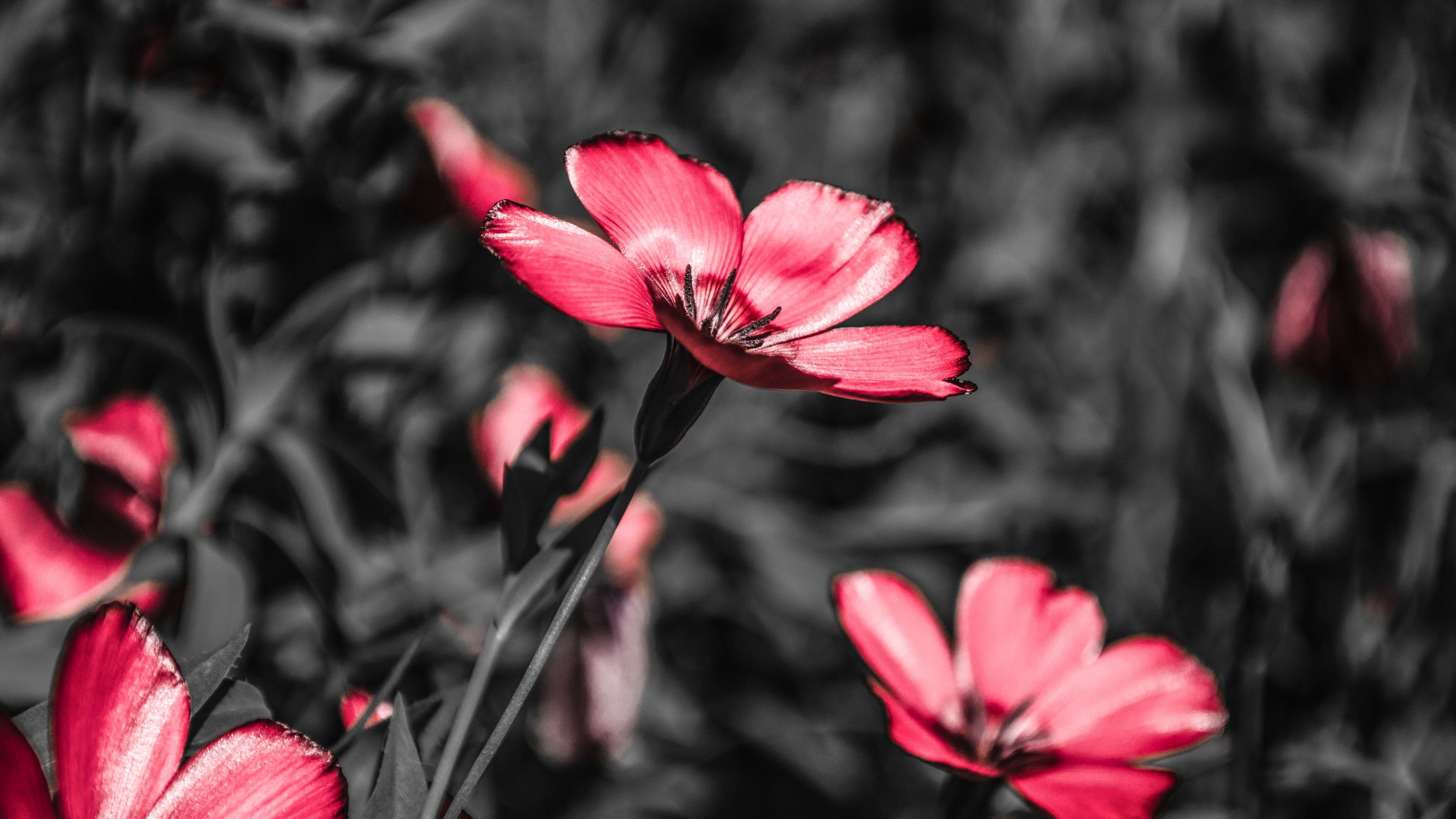flower, pink, blooms, field, contrast, 4k, HD Wallpaper