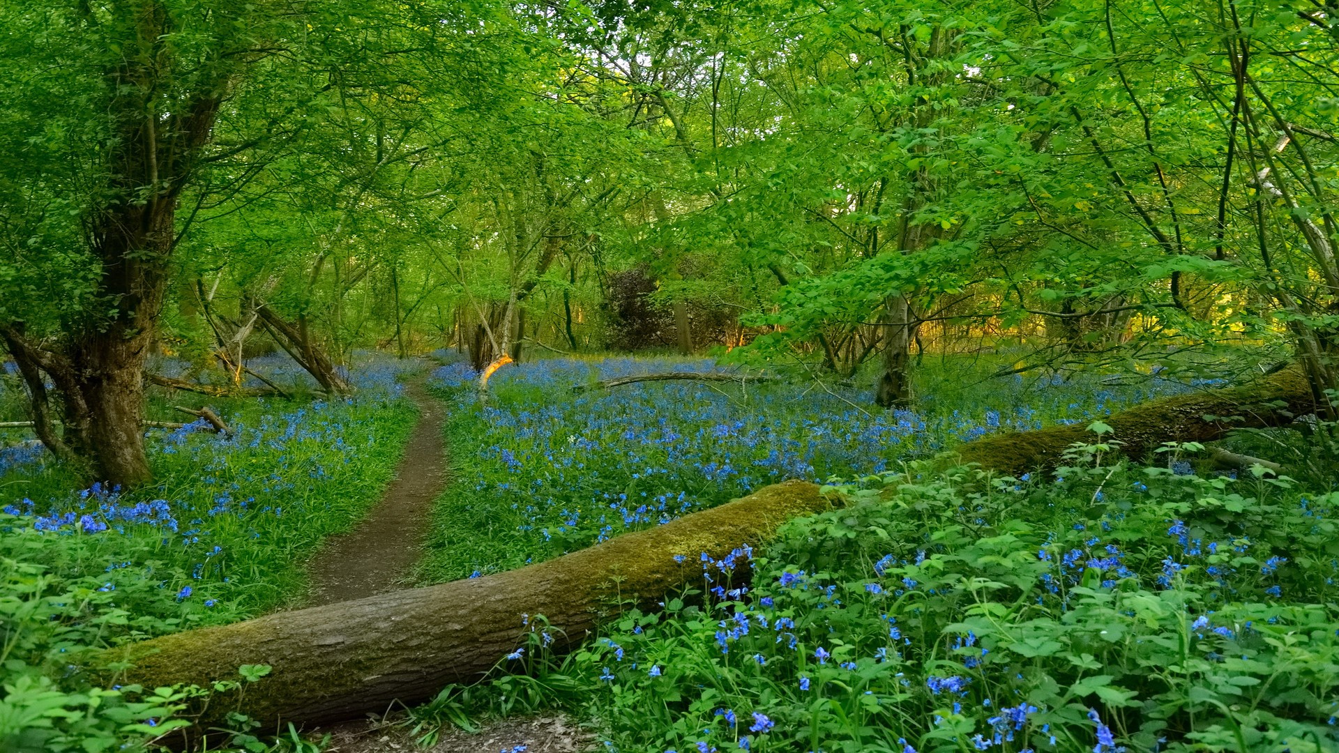 nature, landscape, forest, trees, flowers, wildflowers, grass, HD Wallpaper