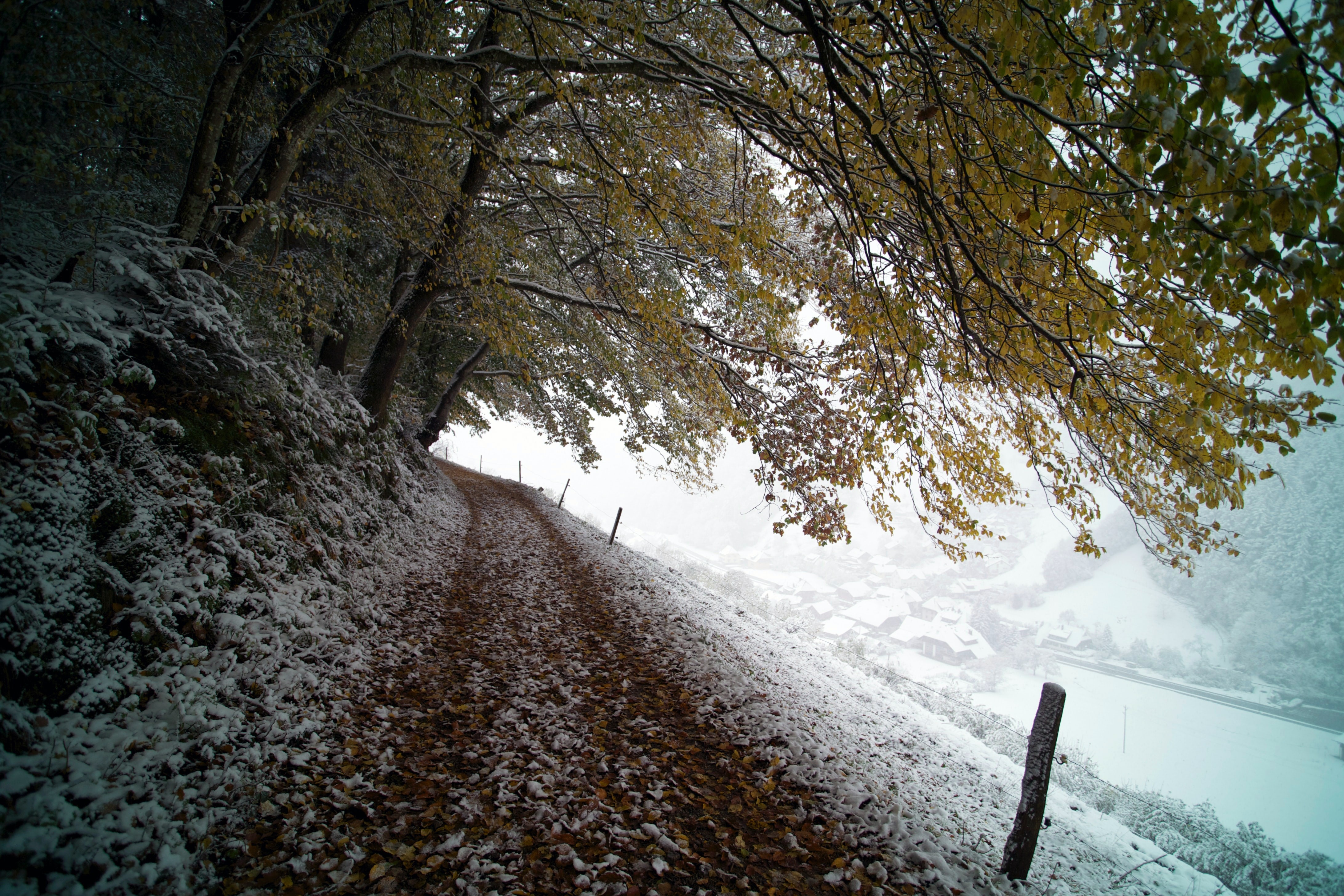 nature, landscape, trees, snow, walkway, house, fall, Alps, Germany, HD Wallpaper