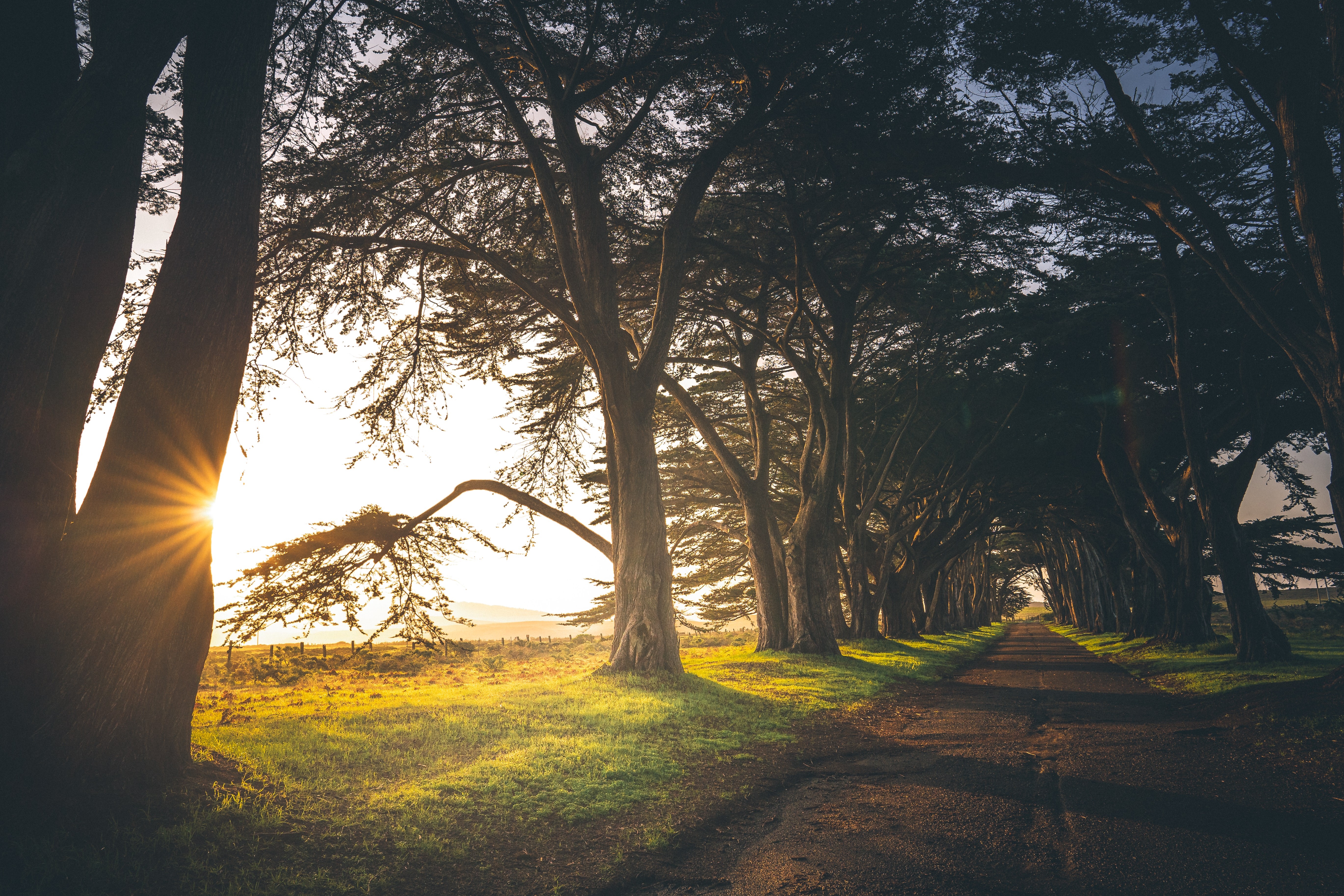 nature, landscape, trees, grass, Sun, road, sunset, HD Wallpaper