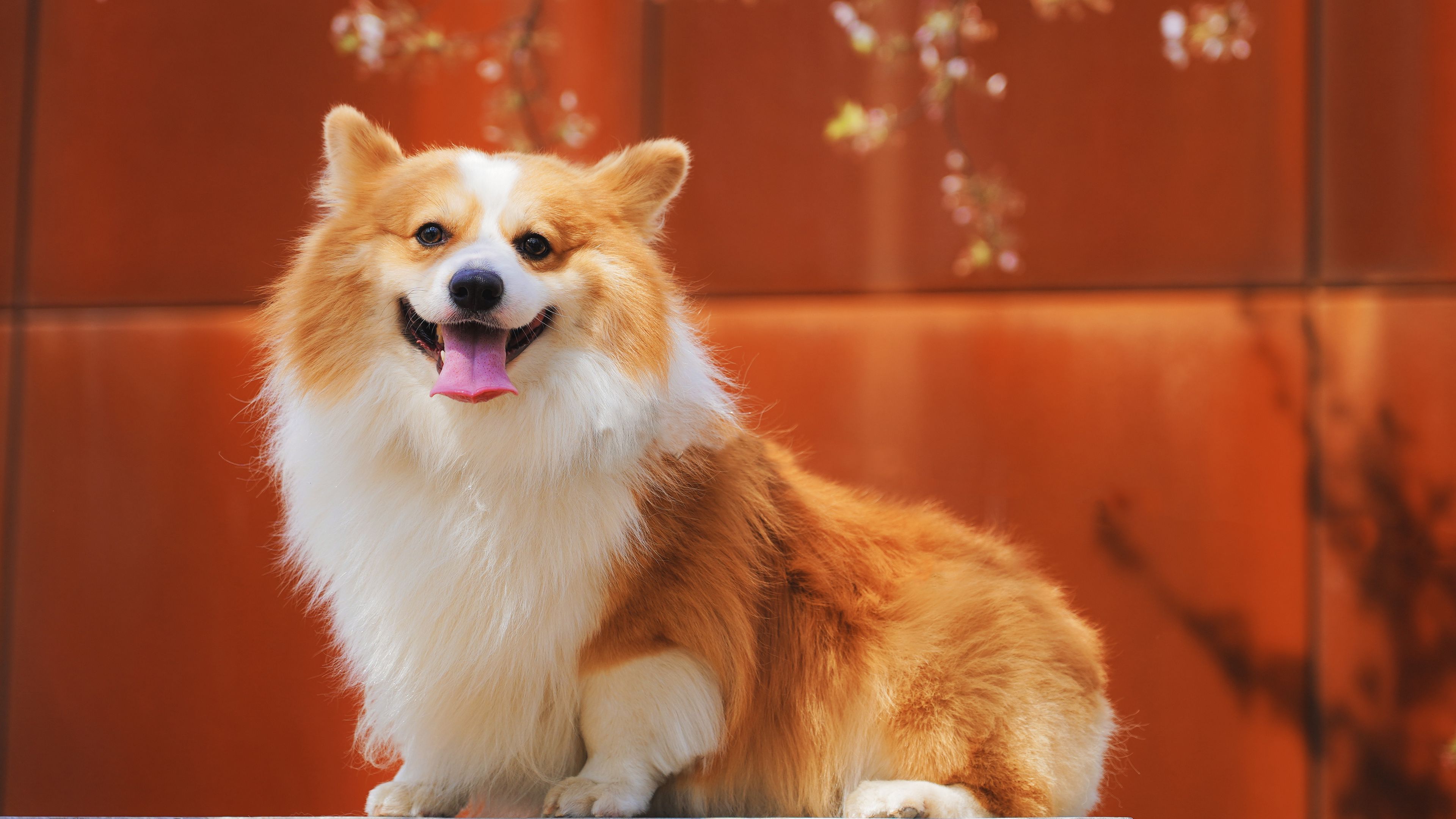 pembroke welsh corgi, welsh corgi, dog, protruding tongue, red, white, satisfied, 4k, HD Wallpaper