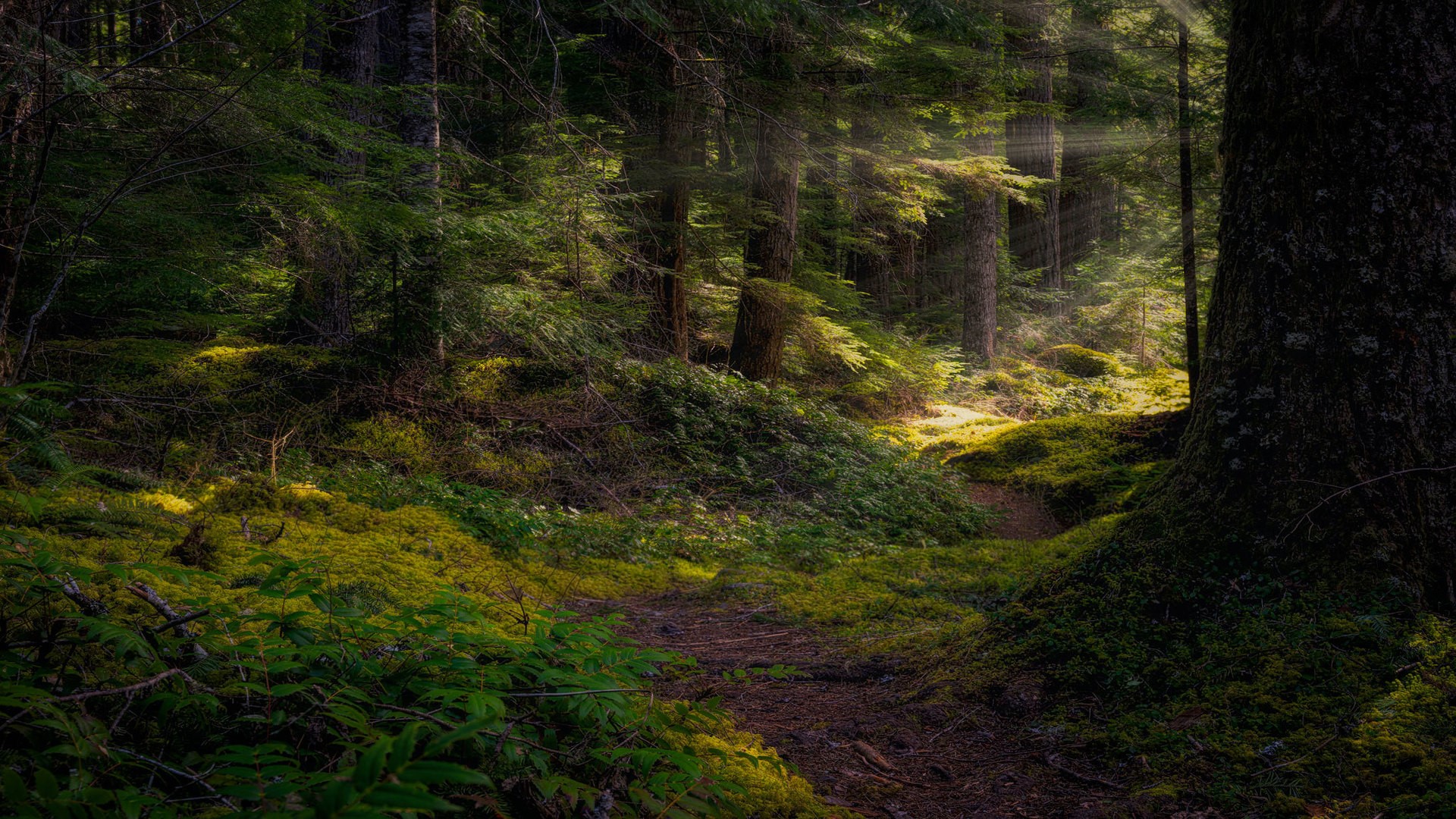 landscape, nature, forest, trees, grass, sunlight, HD Wallpaper