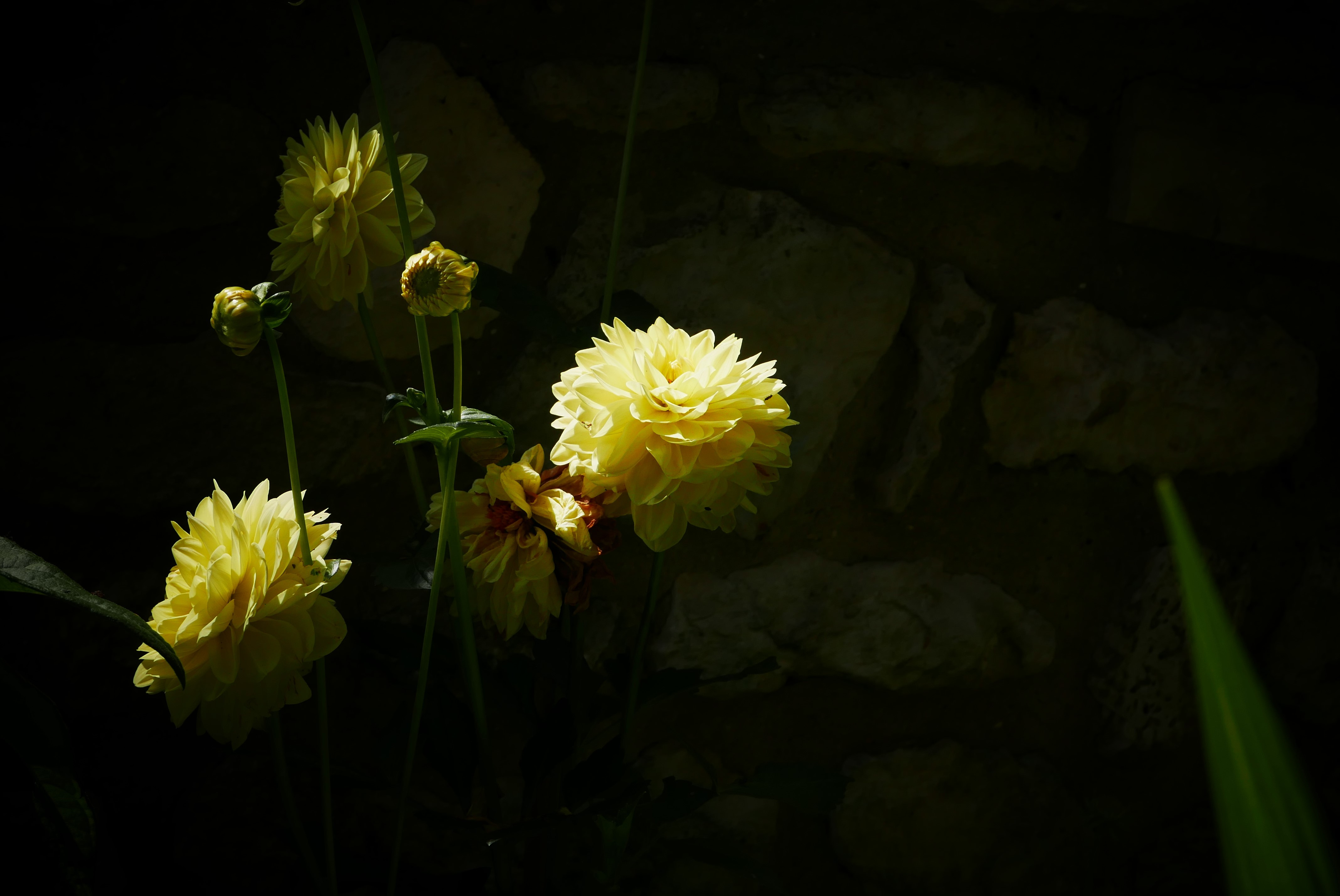 nature, plants, dark, flowers, HD Wallpaper