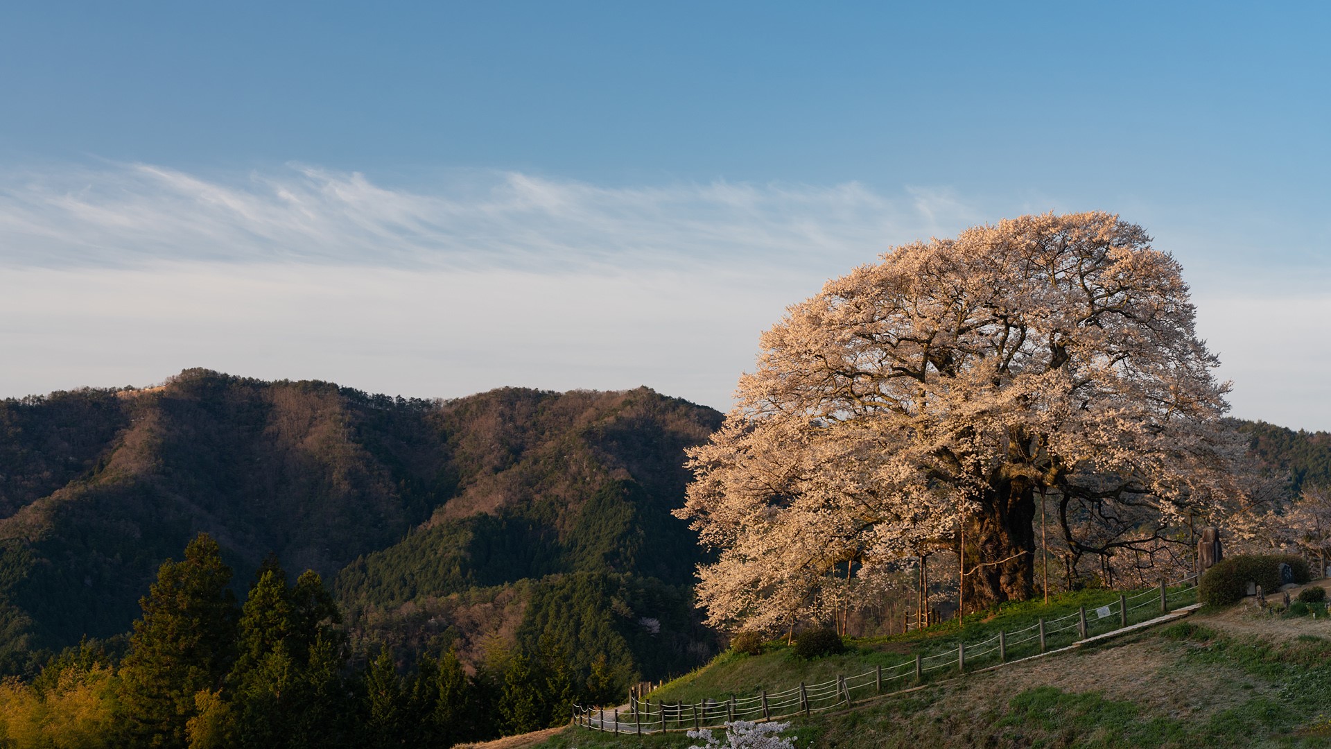 landscape, nature, trees, cherry blossom, hills, Japan, HD Wallpaper