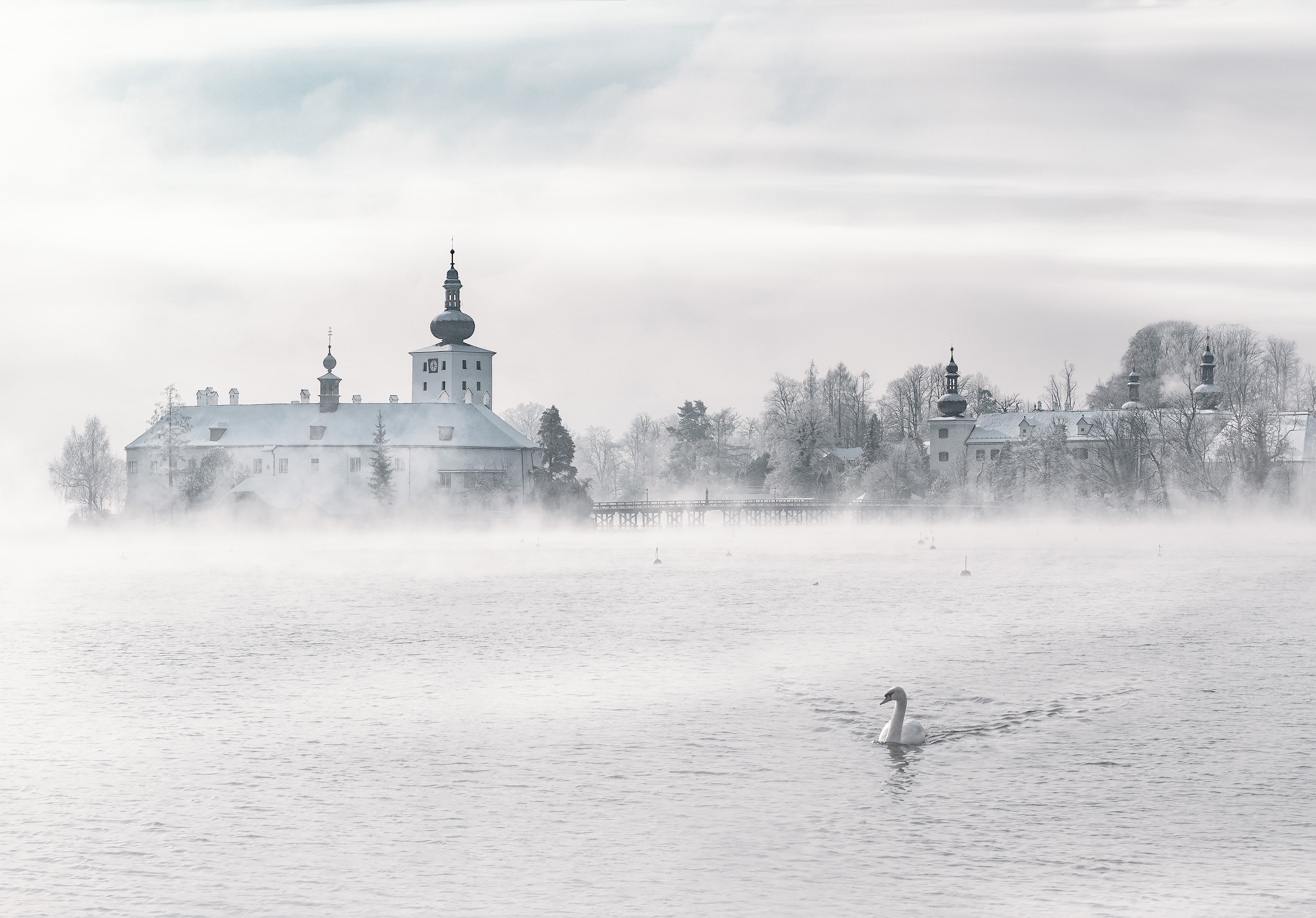 Unsplash, white, goose, HD Wallpaper