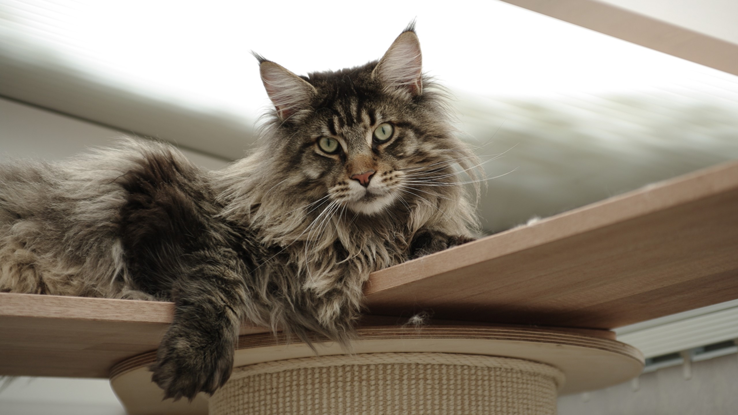 cats, pet, Maine Coon, HD Wallpaper