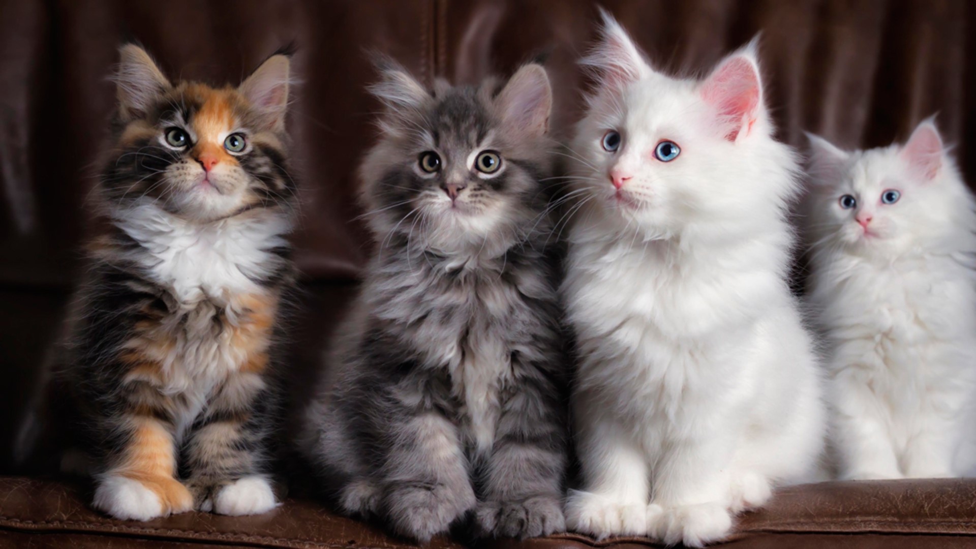 Maine Coon, kittens, cats, animals, mammals, HD Wallpaper