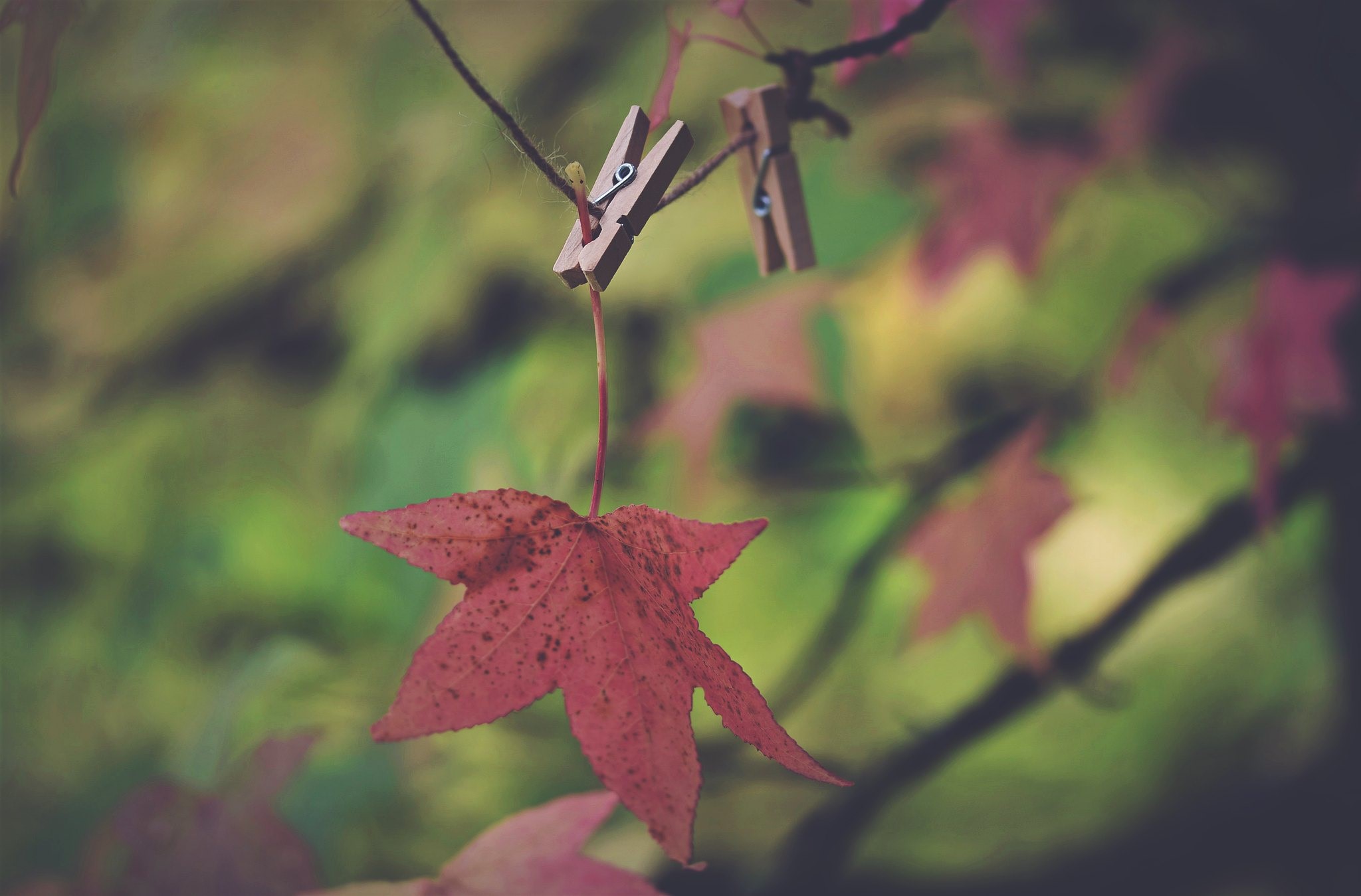 clothespin, Clothespins, leaves, plants, outdoors, HD Wallpaper