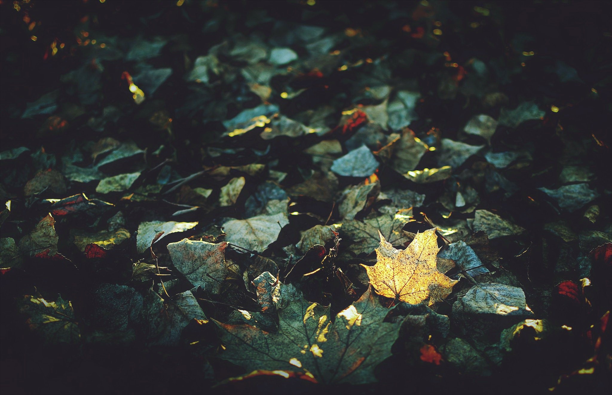 dark, plants, leaves, nature, HD Wallpaper