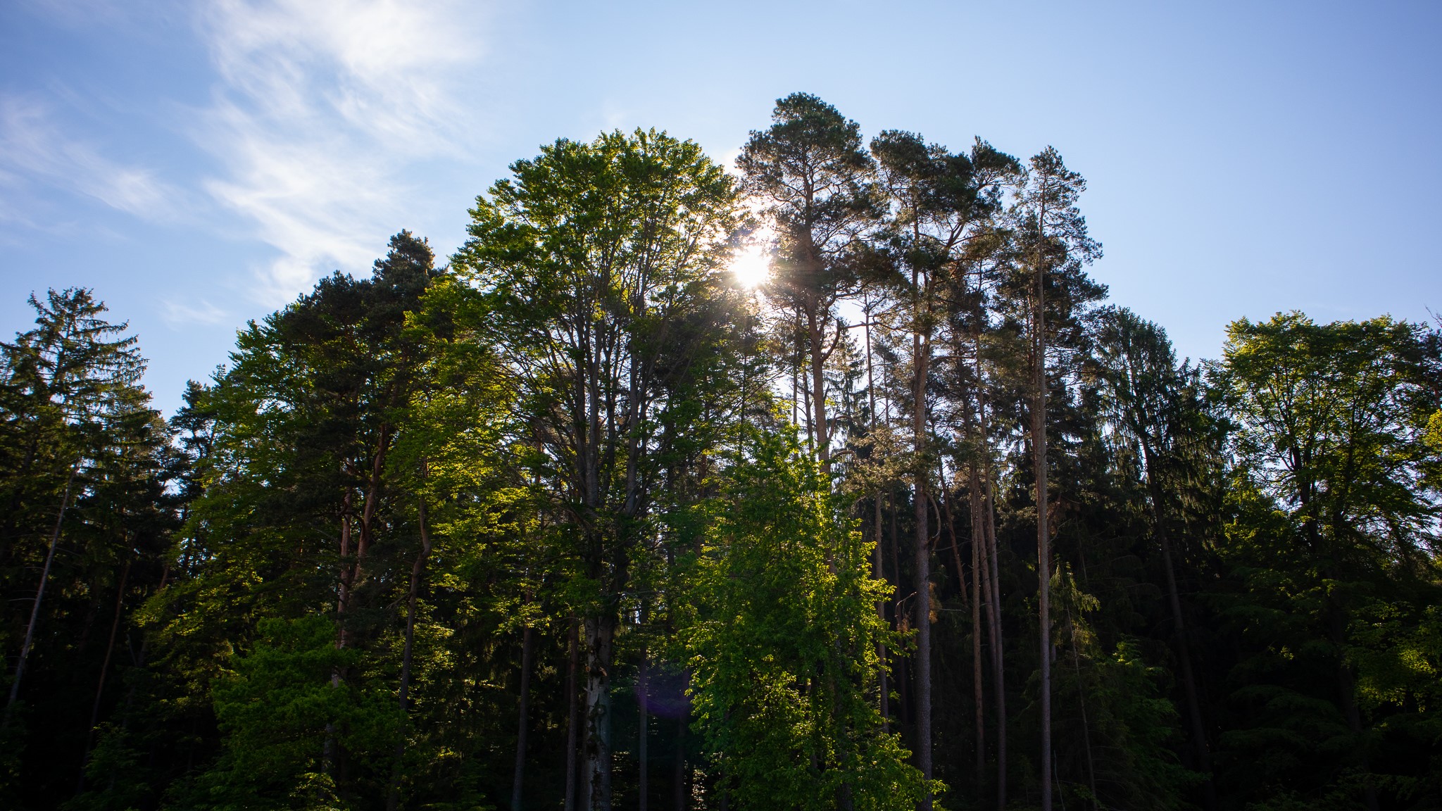 forest, clear sky, Germany, HD Wallpaper