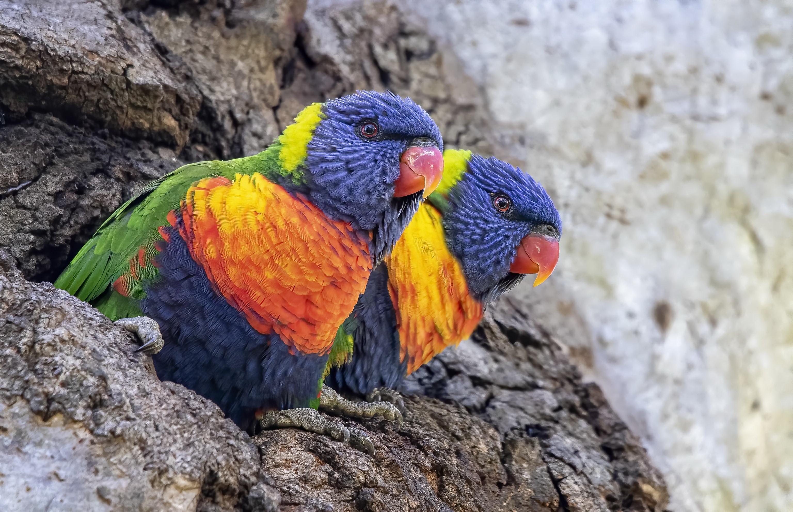 colorful, animals, birds, HD Wallpaper