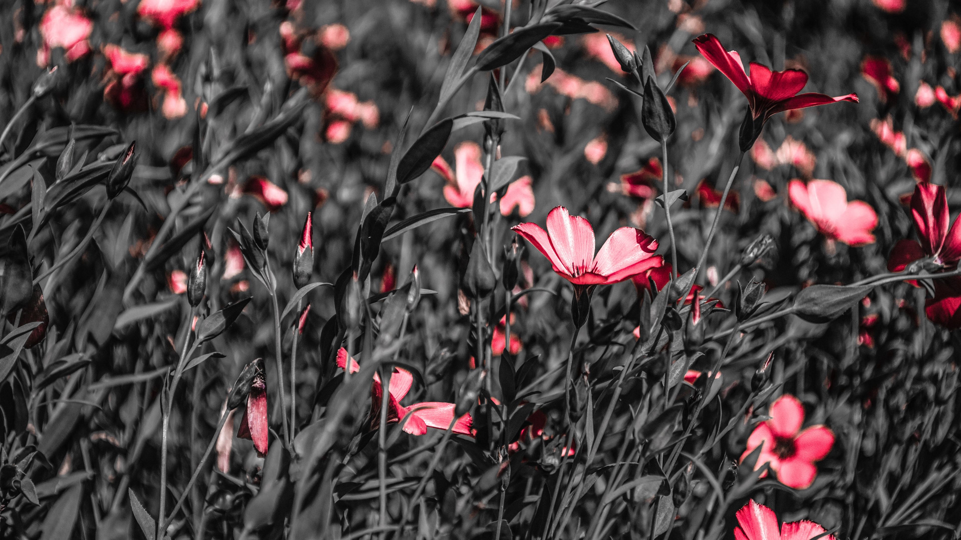 flowers, field, bloom, summer, 4k, HD Wallpaper