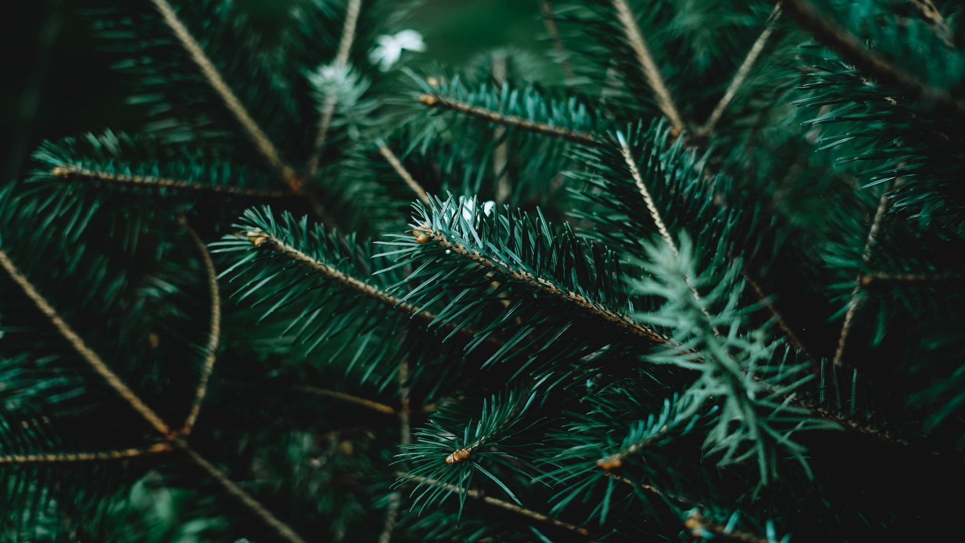 trees, nature, green, HD Wallpaper