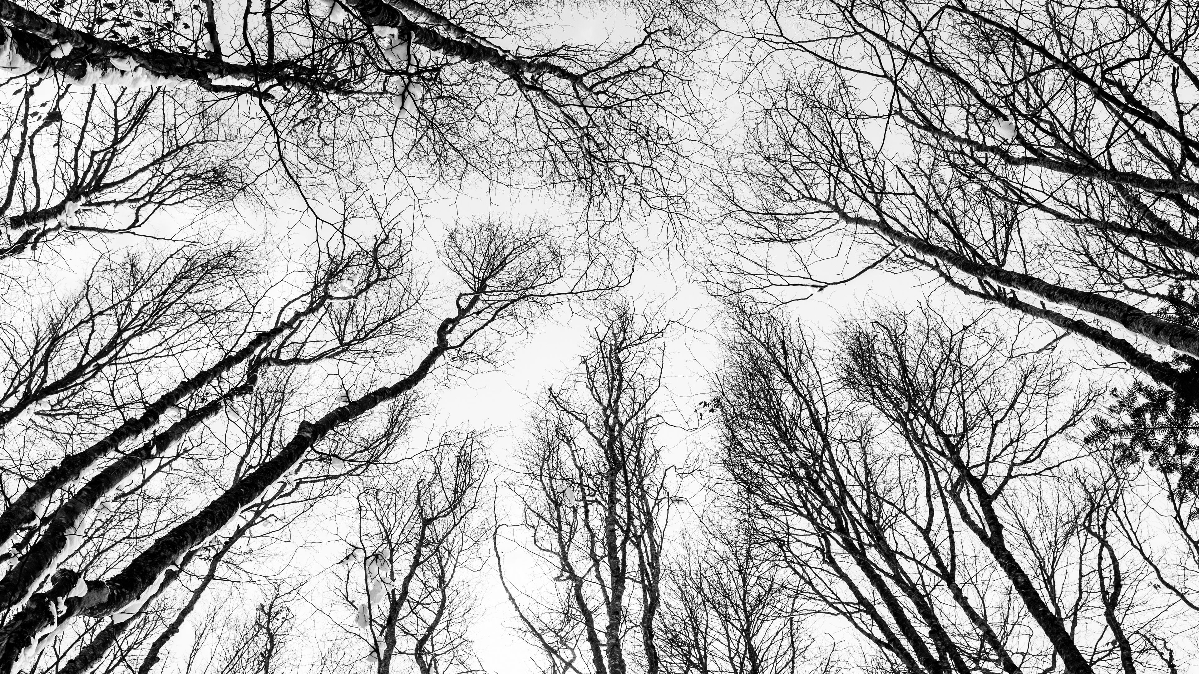 branches, trees, bw, bottom view, autumn, 4k, HD Wallpaper