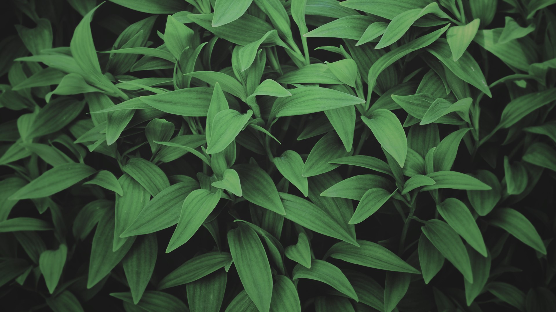 plants, leaves, green, nature, HD Wallpaper