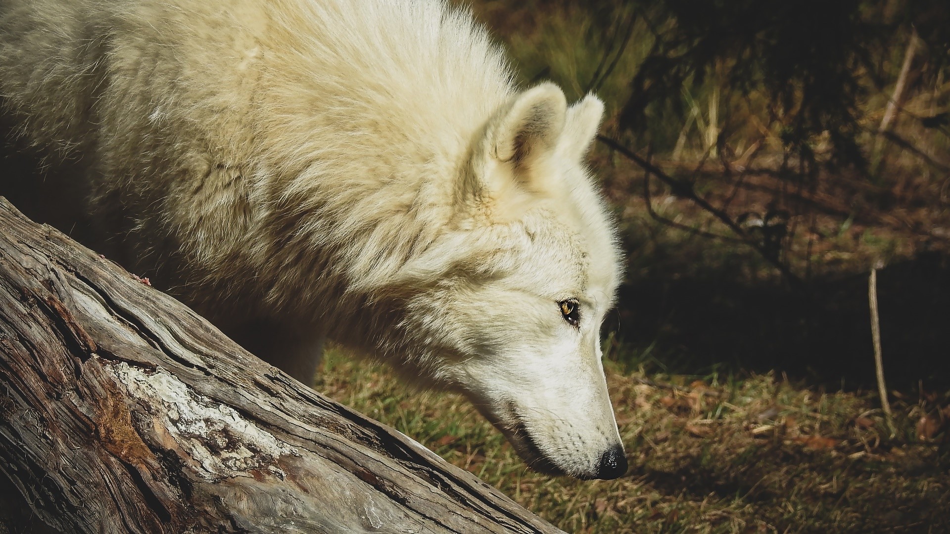 outdoors, animals, mammals, wolf, HD Wallpaper