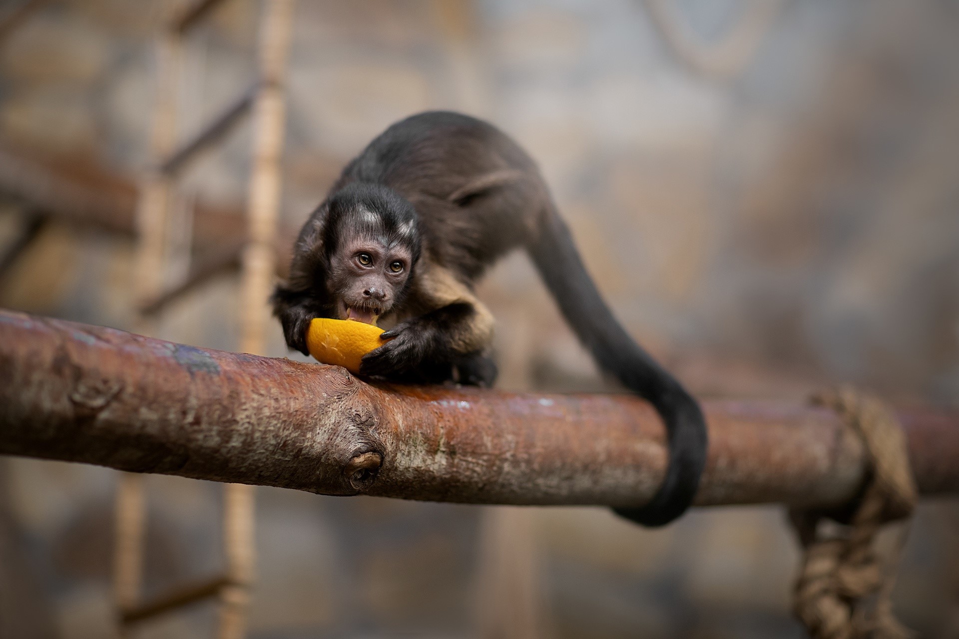 animals, apes, monkey, mammals, fruit, HD Wallpaper