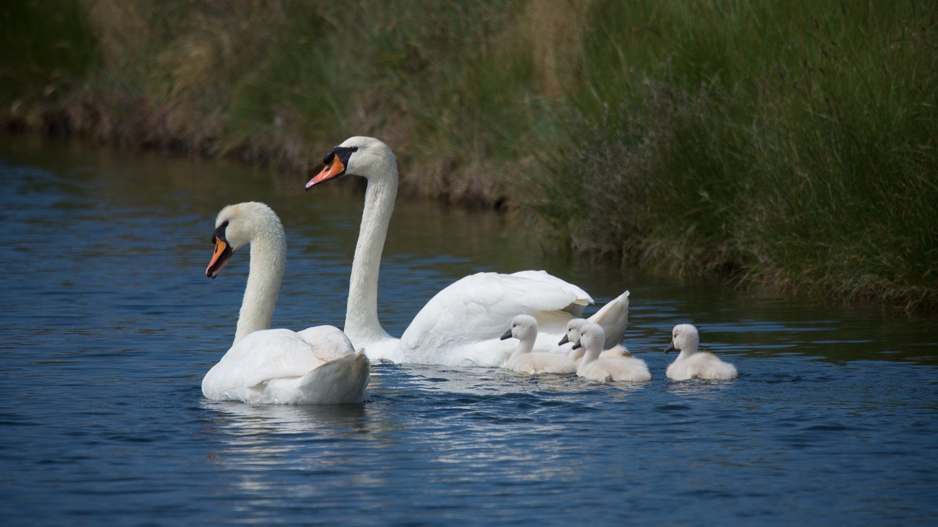 animals, birds, swan, feathers, lake, nature, grass, HD Wallpaper