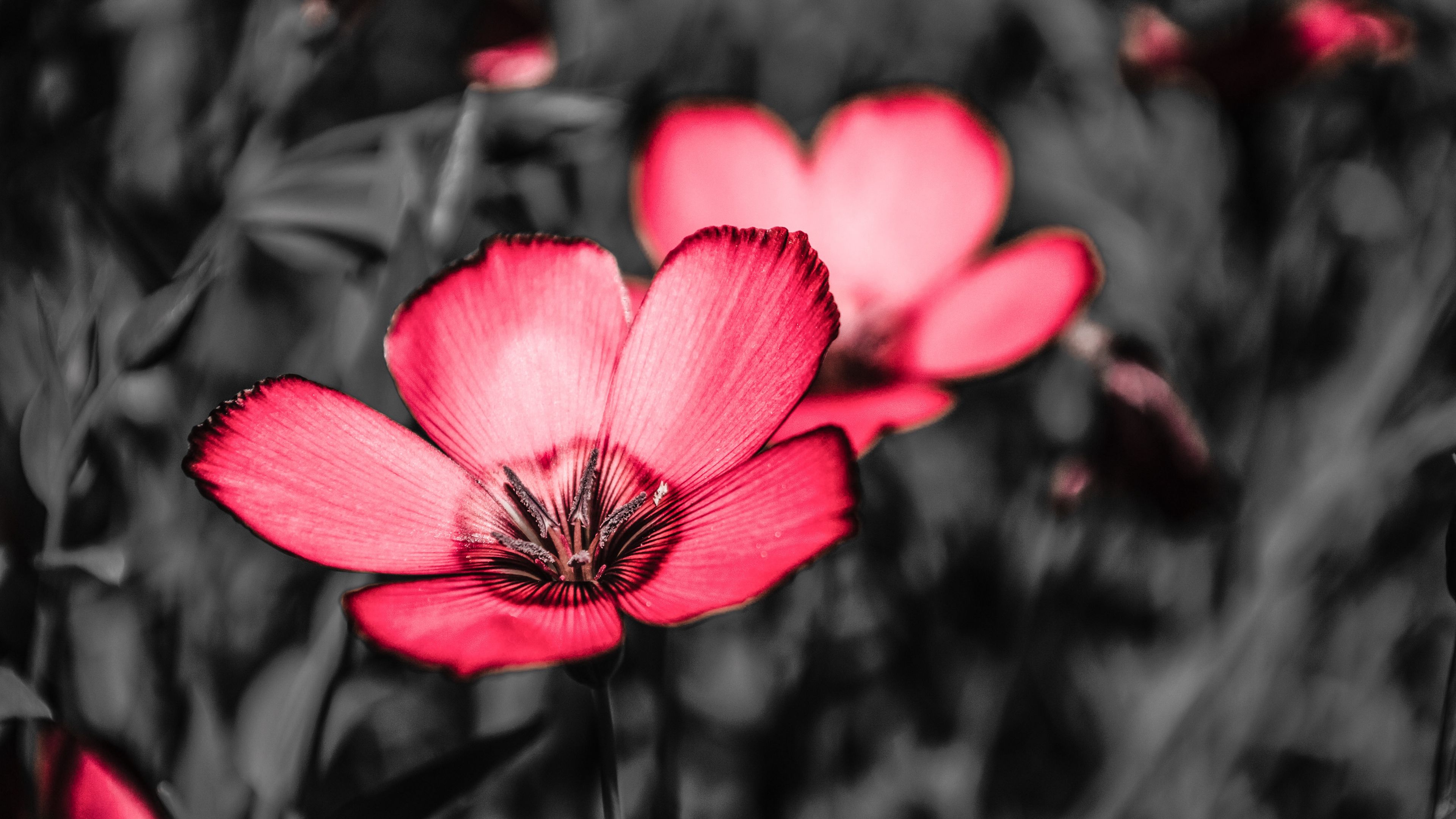flower, pink, petals, contrast, 4k, HD Wallpaper