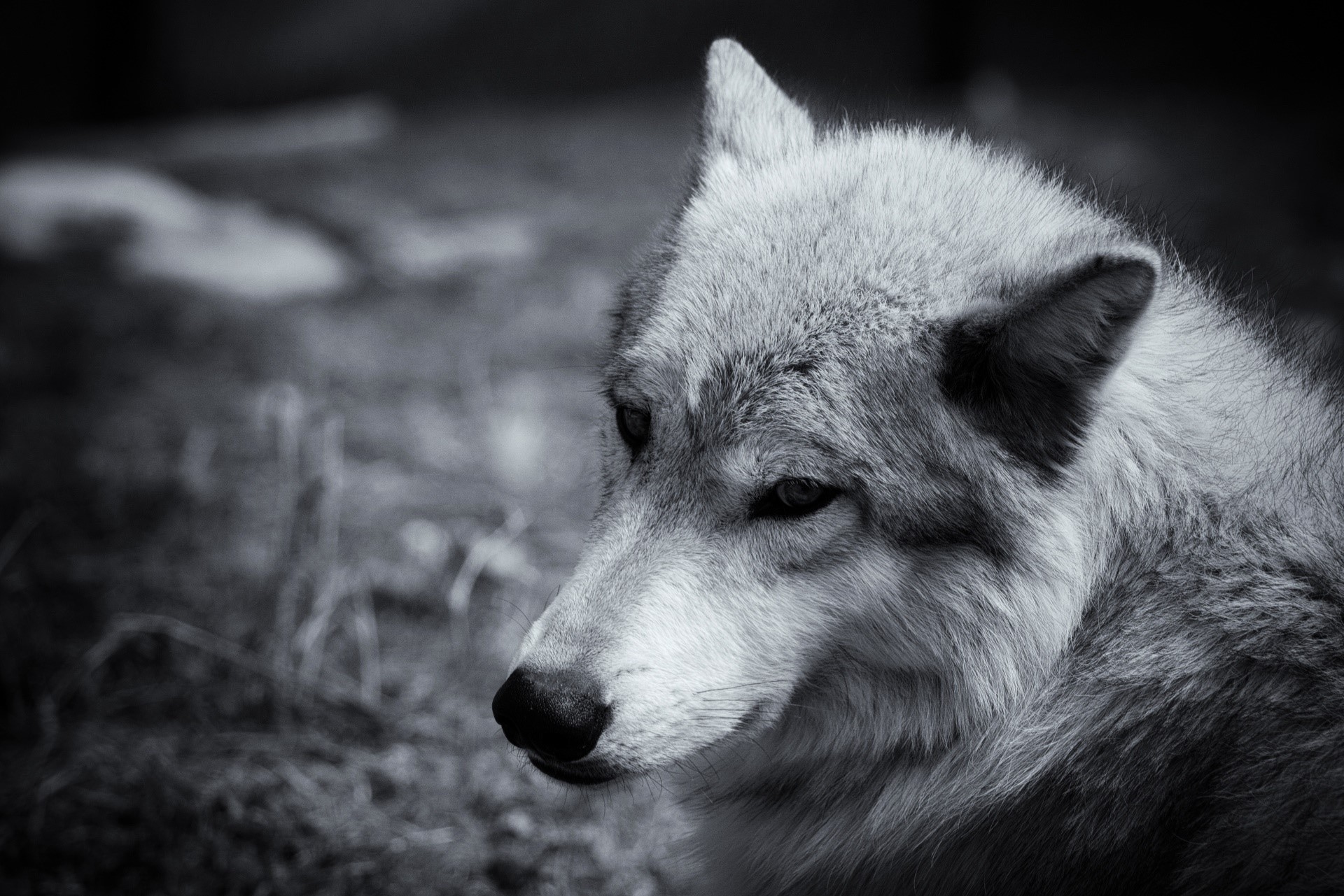 wolf, animals, mammals, HD Wallpaper
