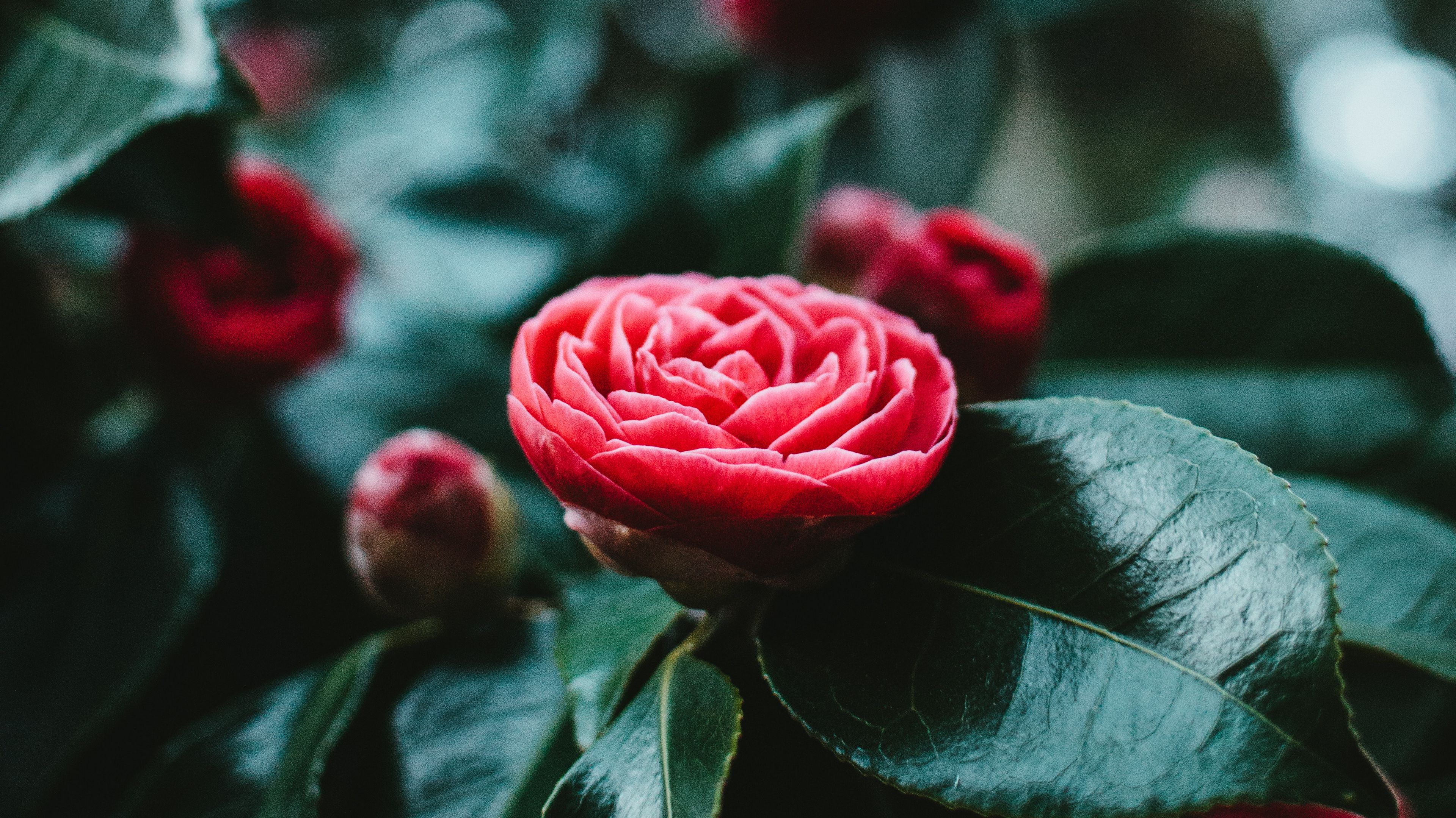 flower, bud, red, leaves, bloom, 4k, HD Wallpaper