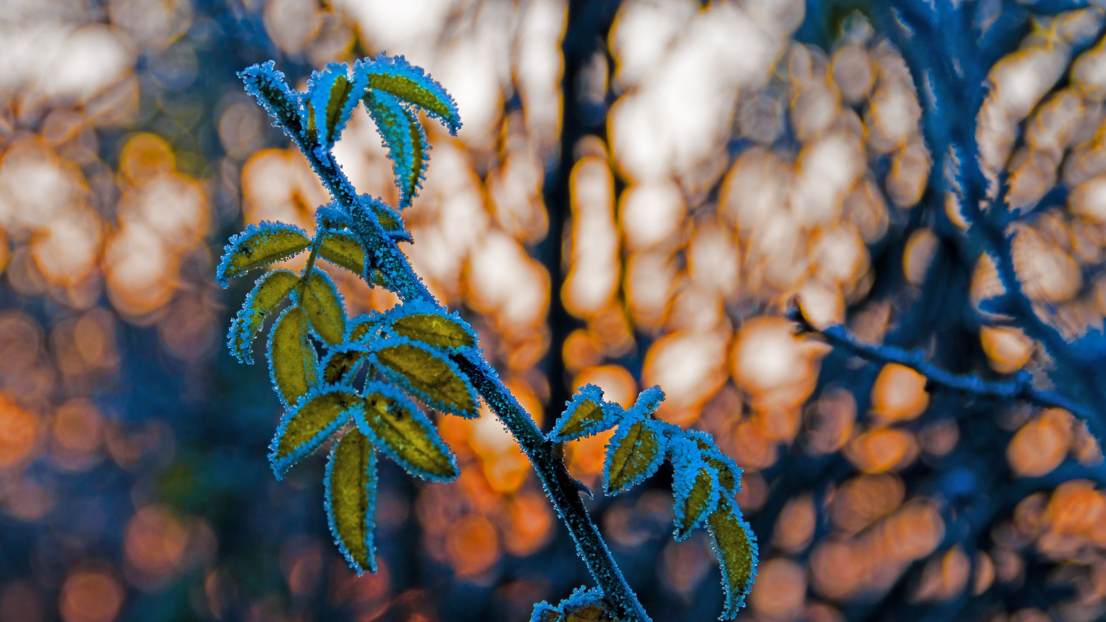 leaves, branch, frost, blur, 4k, HD Wallpaper