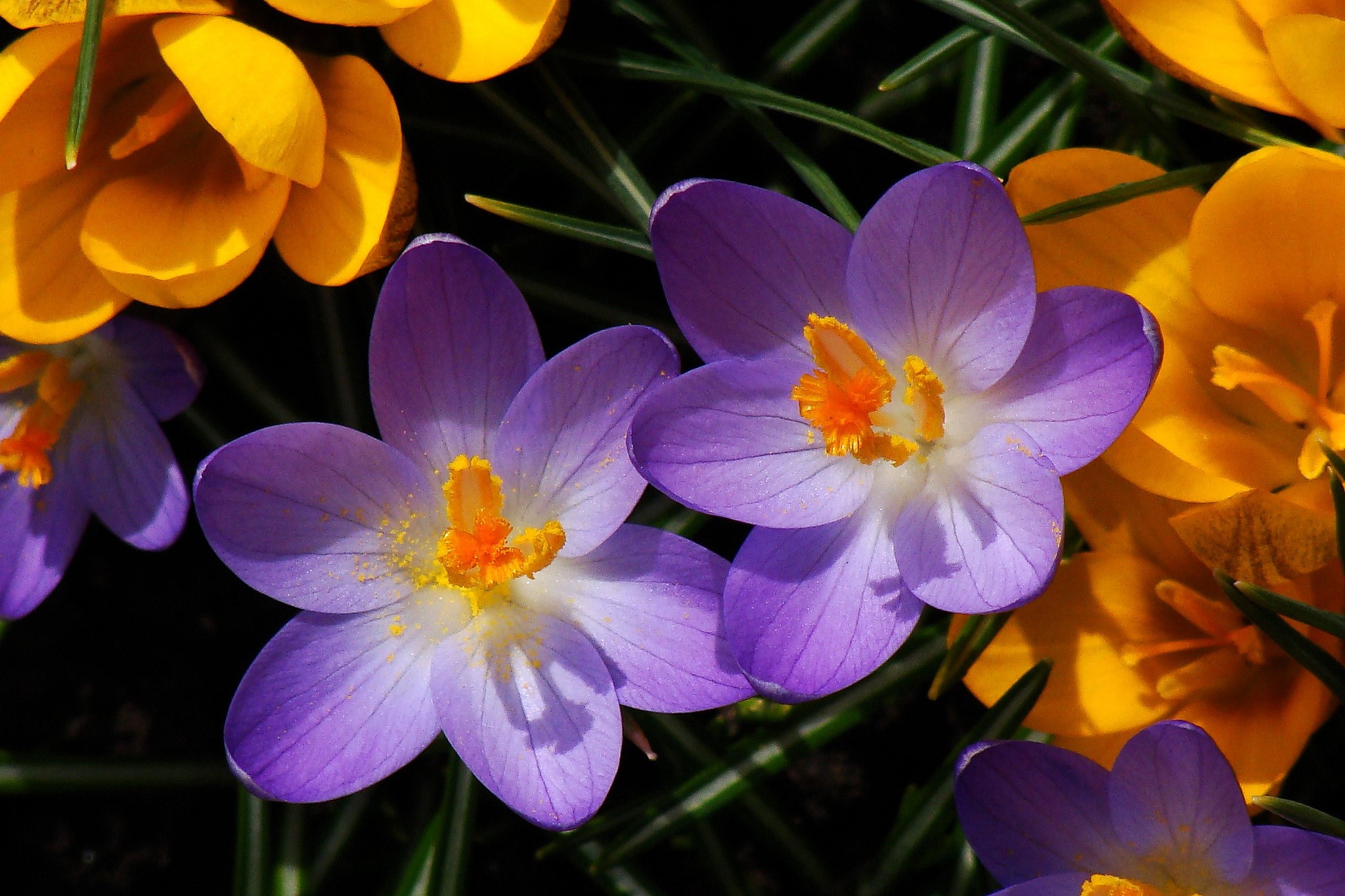 colorful, flowers, plants, HD Wallpaper