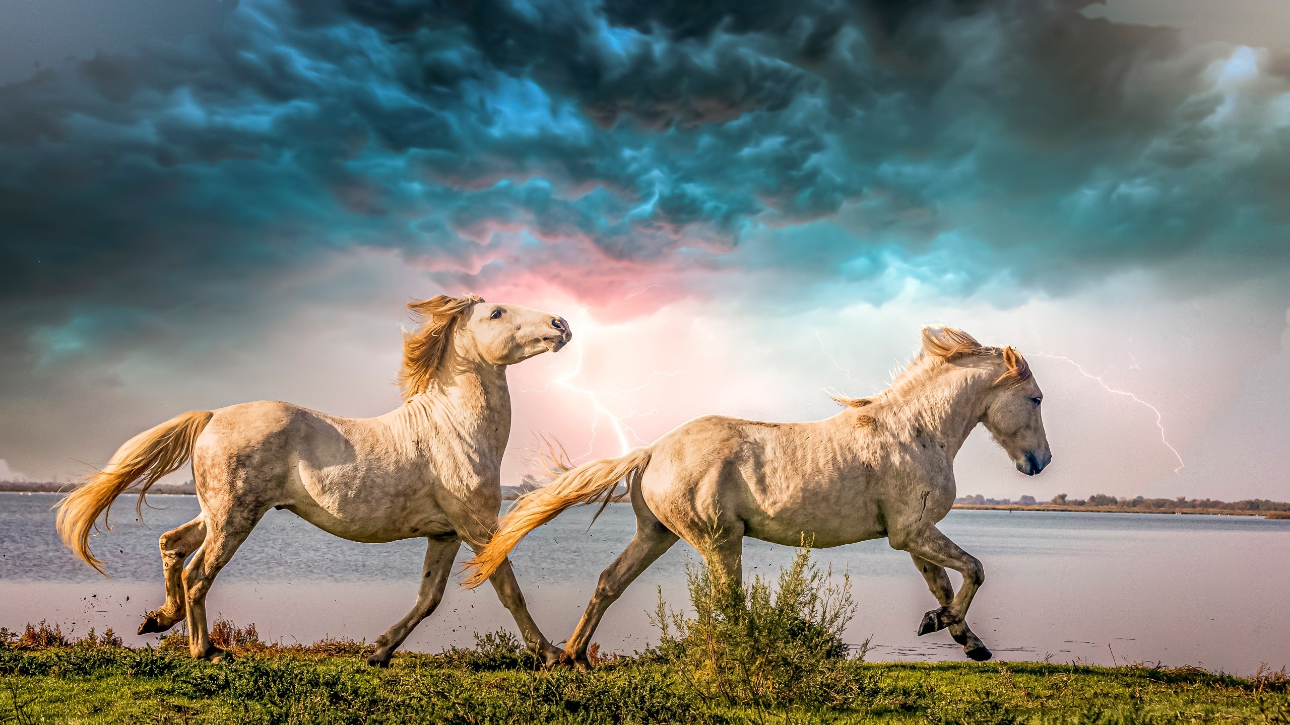 animals, sky, horse, mammals, HD Wallpaper