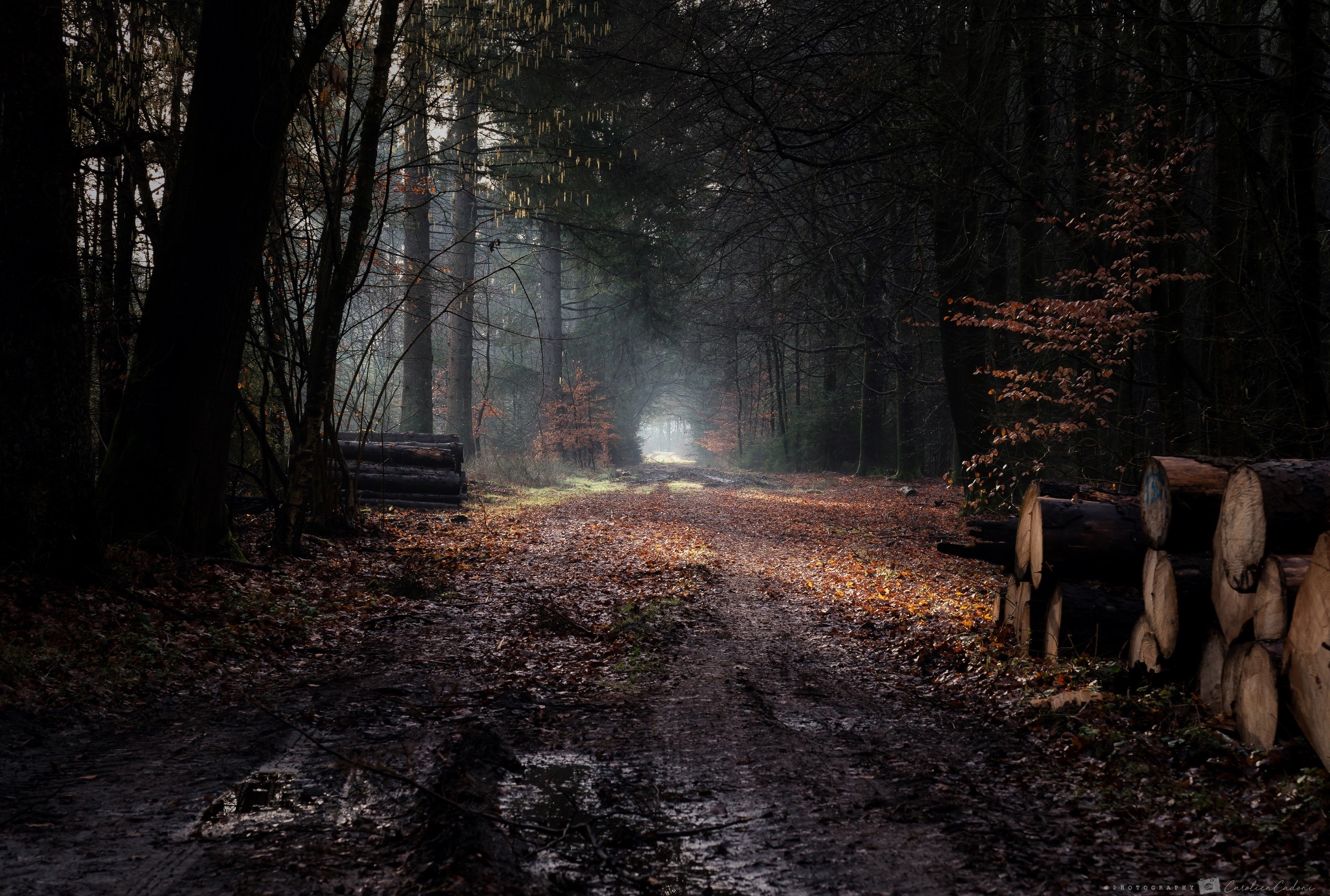 dark, dirt road, wood, trees, nature, forest, HD Wallpaper