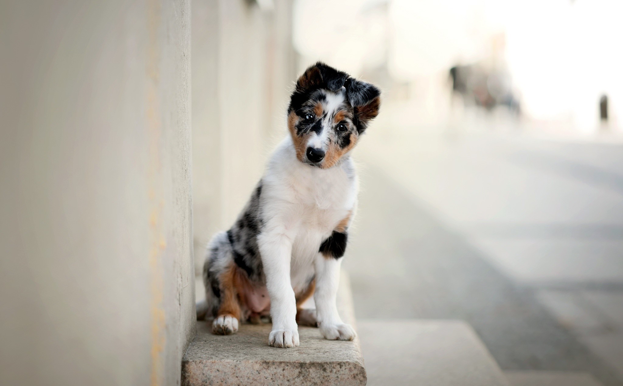 dog, animals, mammals, Australian Shepherd, Blue merle, HD Wallpaper