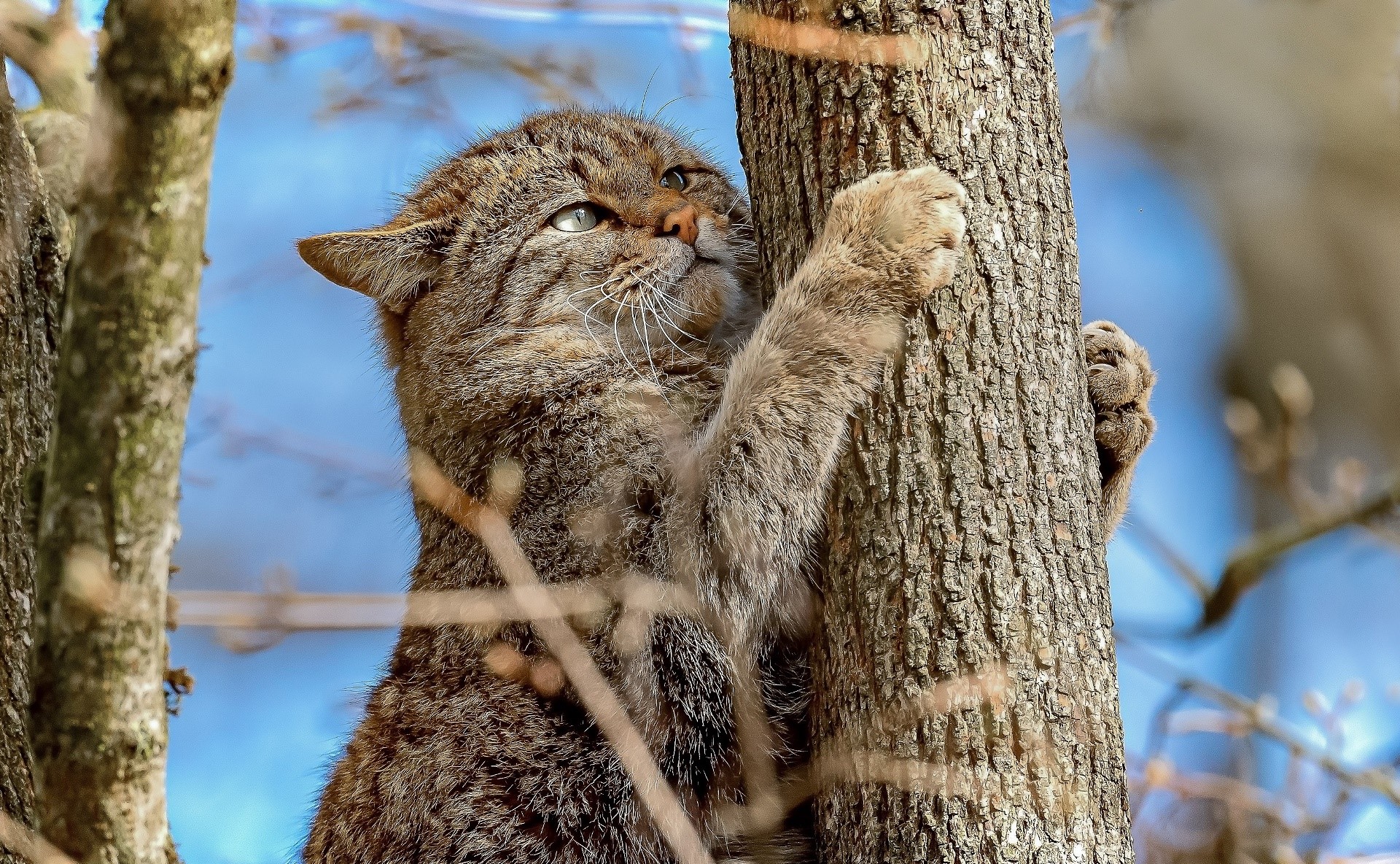 cats, wood, animals, mammals, wild cat, HD Wallpaper