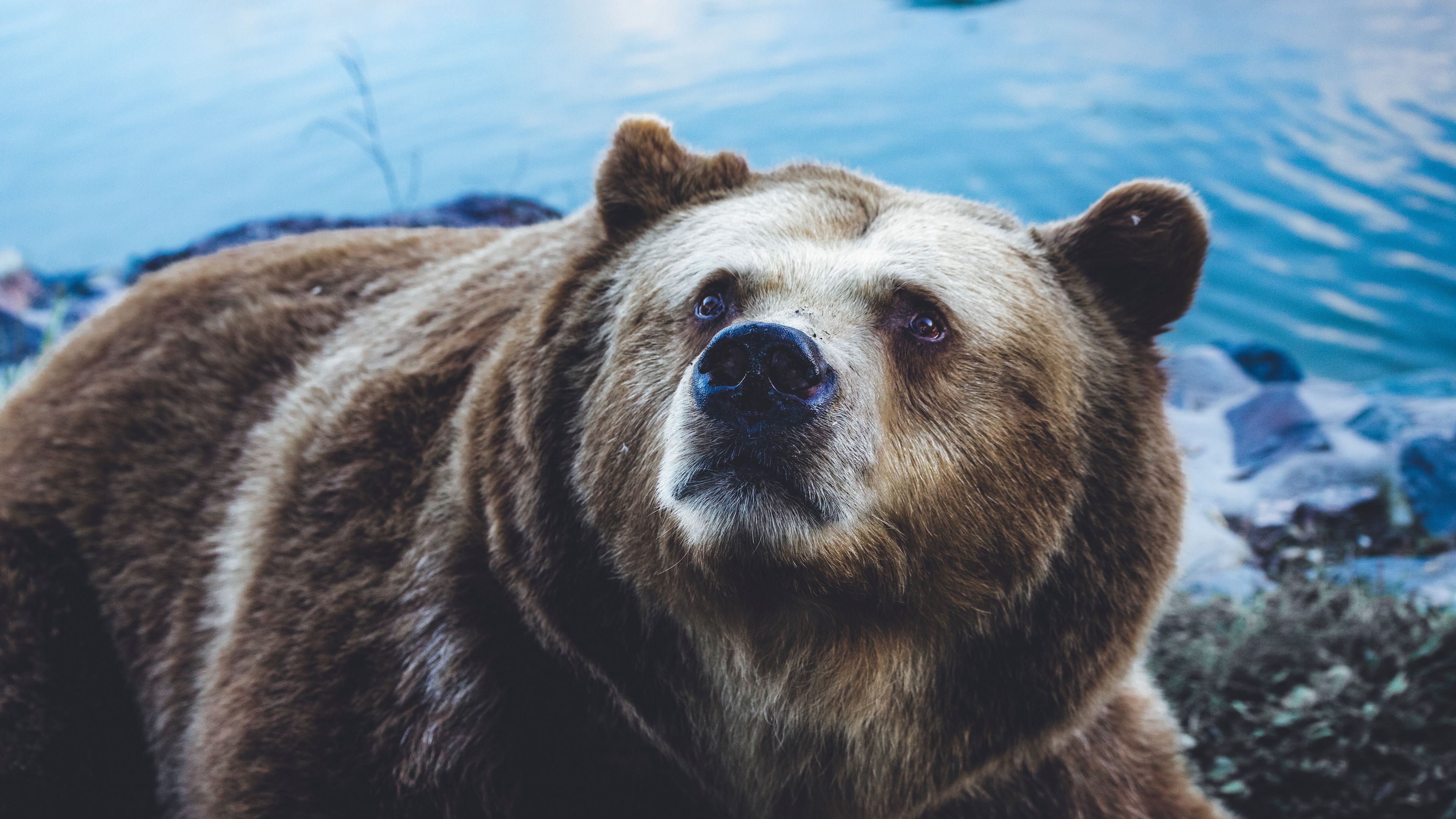 brown bear, bear, sight, fur, 4k, HD Wallpaper